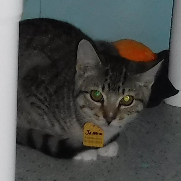 Enlarge Jamie - Shy, Has Potential, a Adoptable Tabby in Hoquiam, WA image 4/6