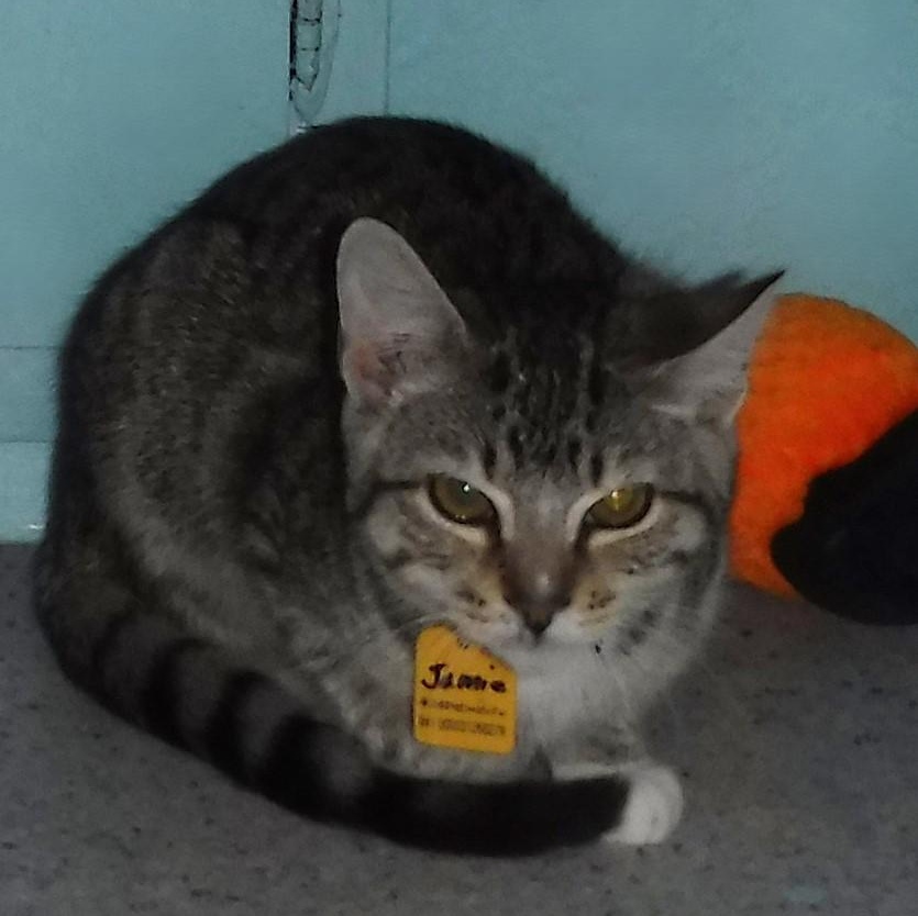 Enlarge Jamie - Shy, Has Potential, a Adoptable Tabby in Hoquiam, WA image 5/6