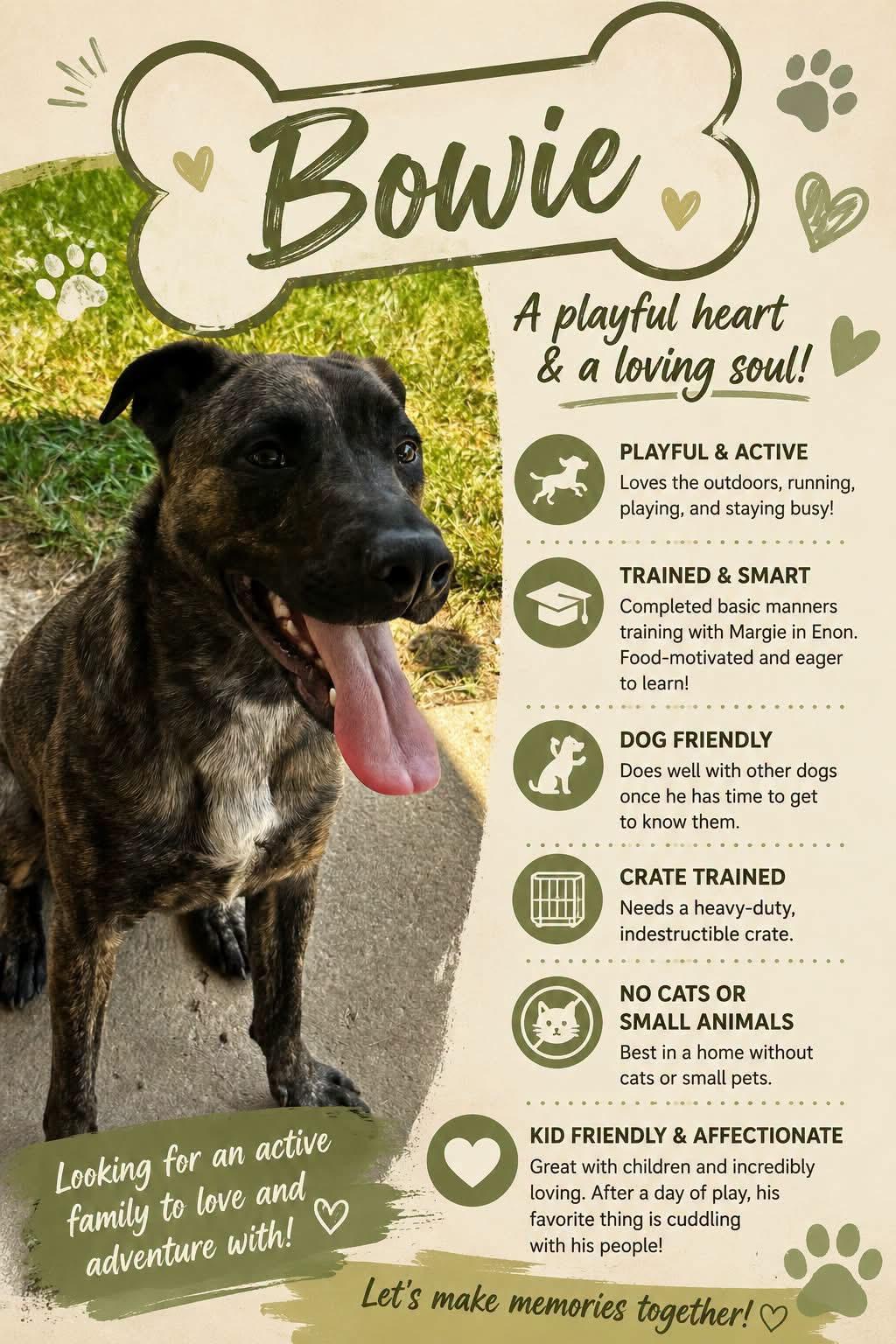 Enlarge Bowie, a Adoptable mixed breed in SPRINGFIELD, OH image 2/2
