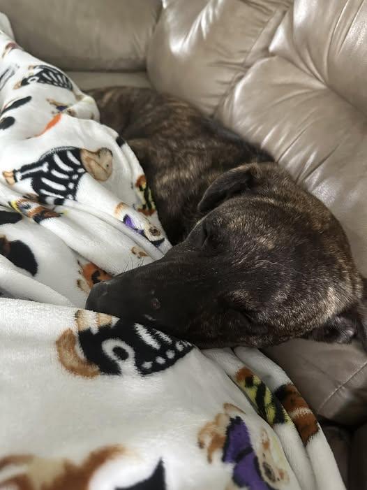 Bowie, Adoptable, Young Male Mixed Breed.