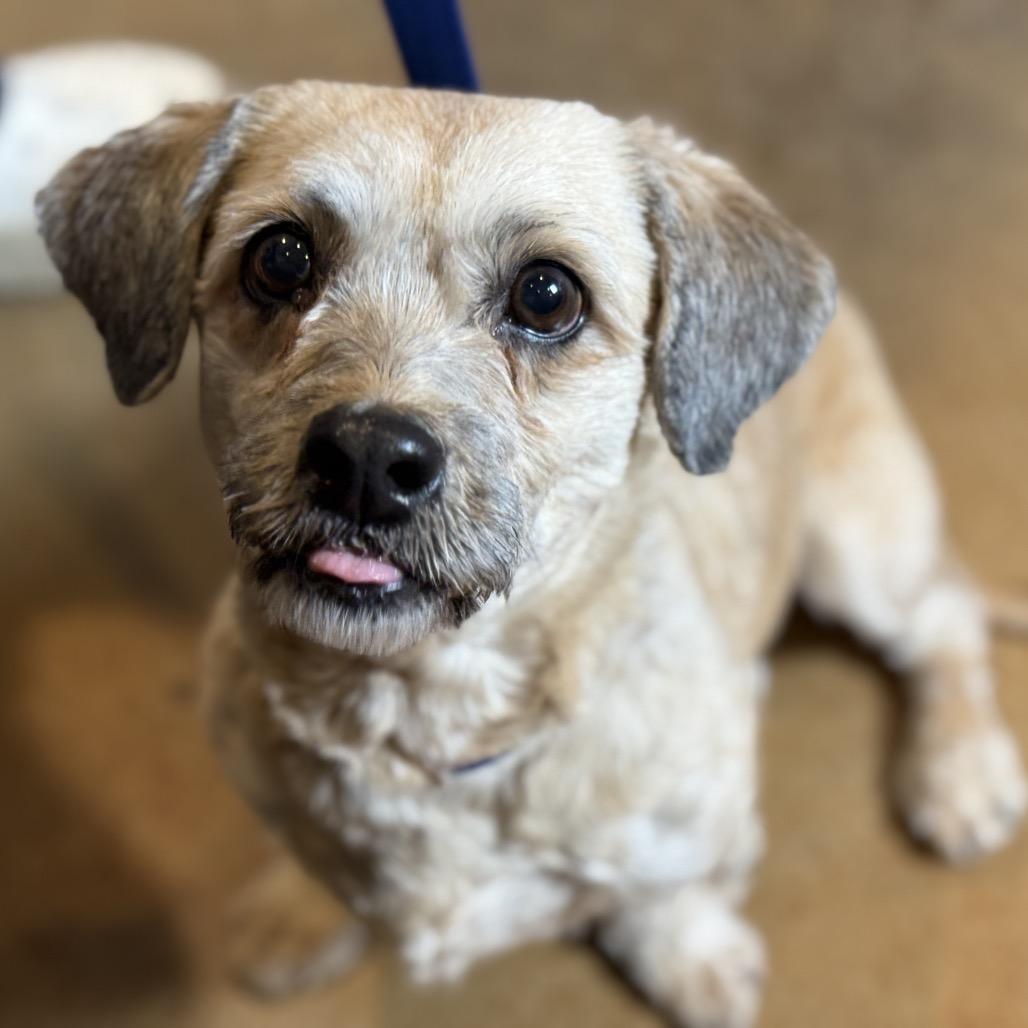 Enlarge Matcha: A Little Fighter with a Big Heart, an adopted mixed breed in Austin, TX image 3/4