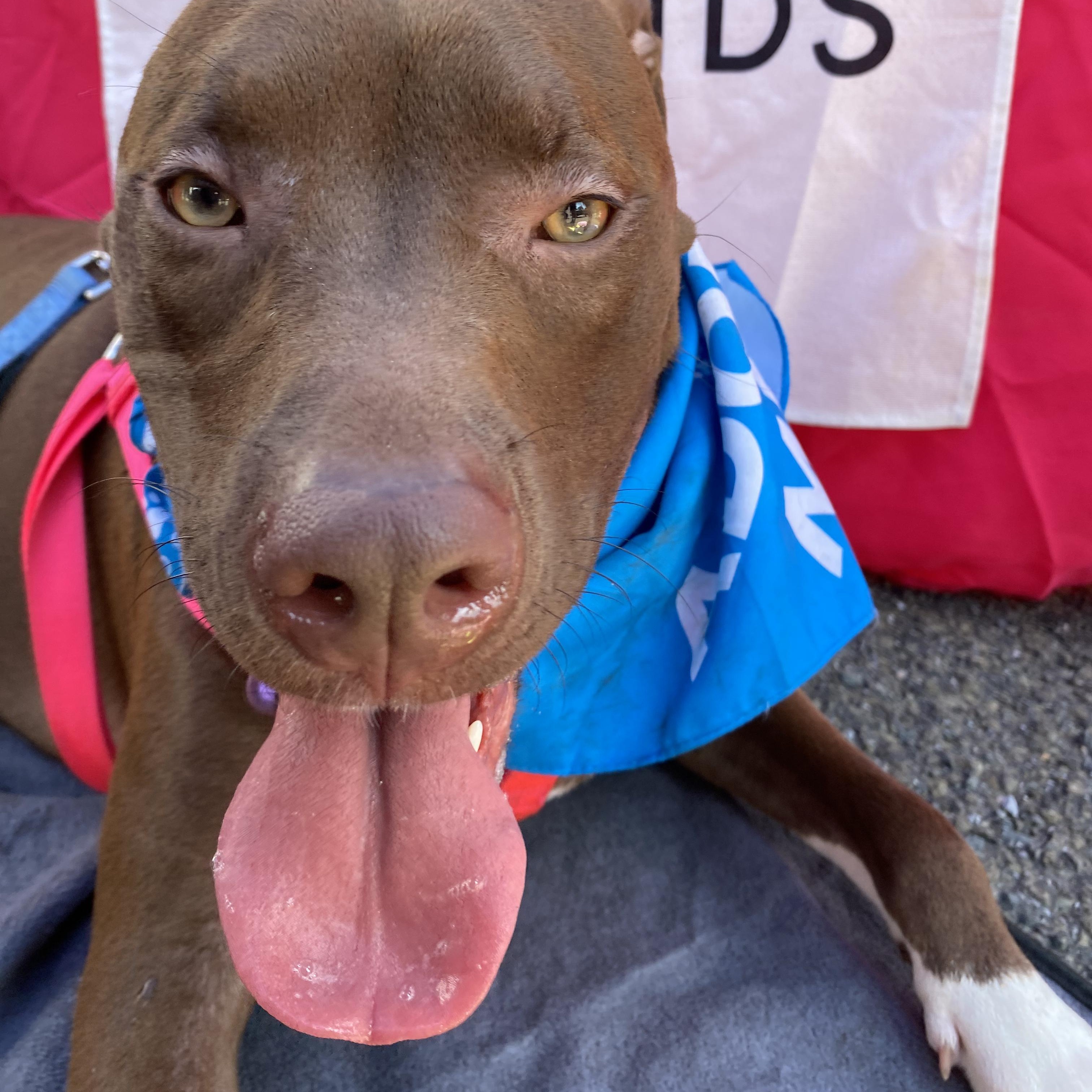Enlarge Mary, a ADOPTABLE mixed breed in New York, NY image 3/6