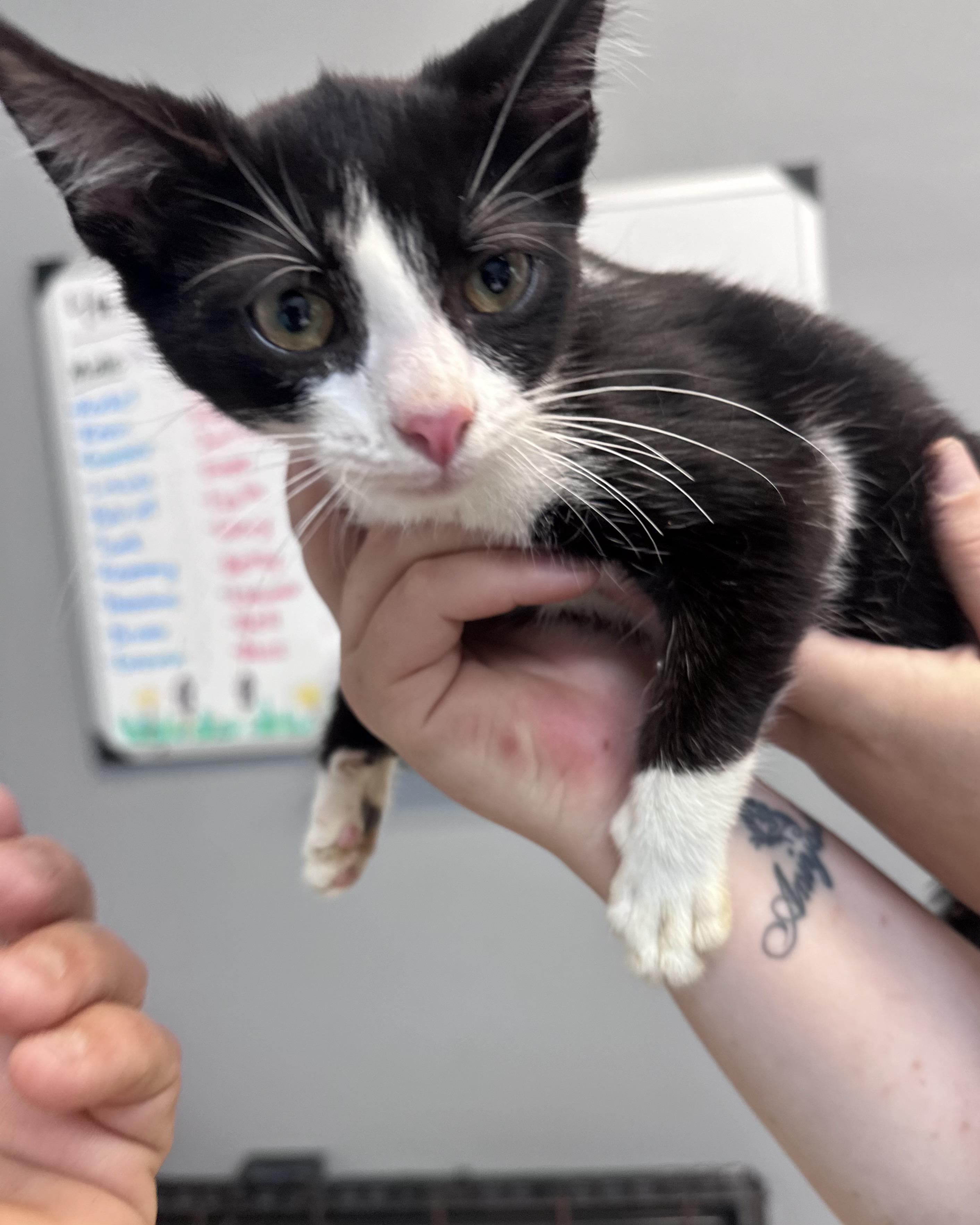 Enlarge Patriot, a Adopted Domestic Short Hair in Dyersburg, TN image 3/3