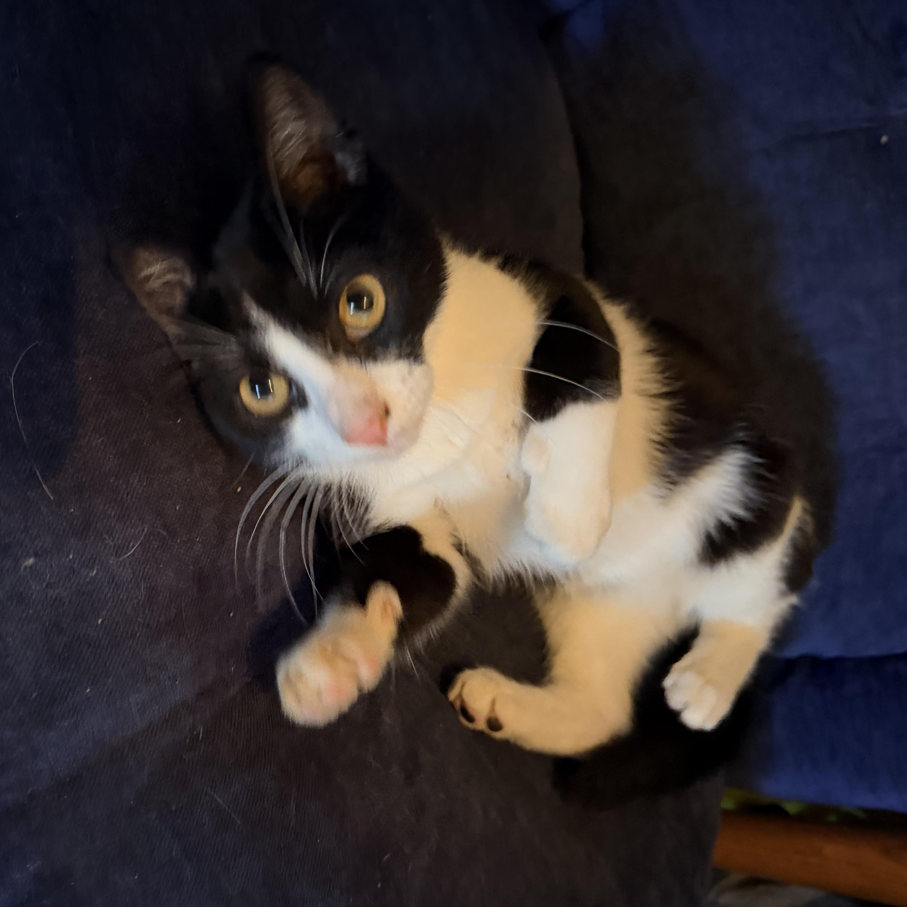 Patriot, Adopted, Young Male Domestic Short Hair.