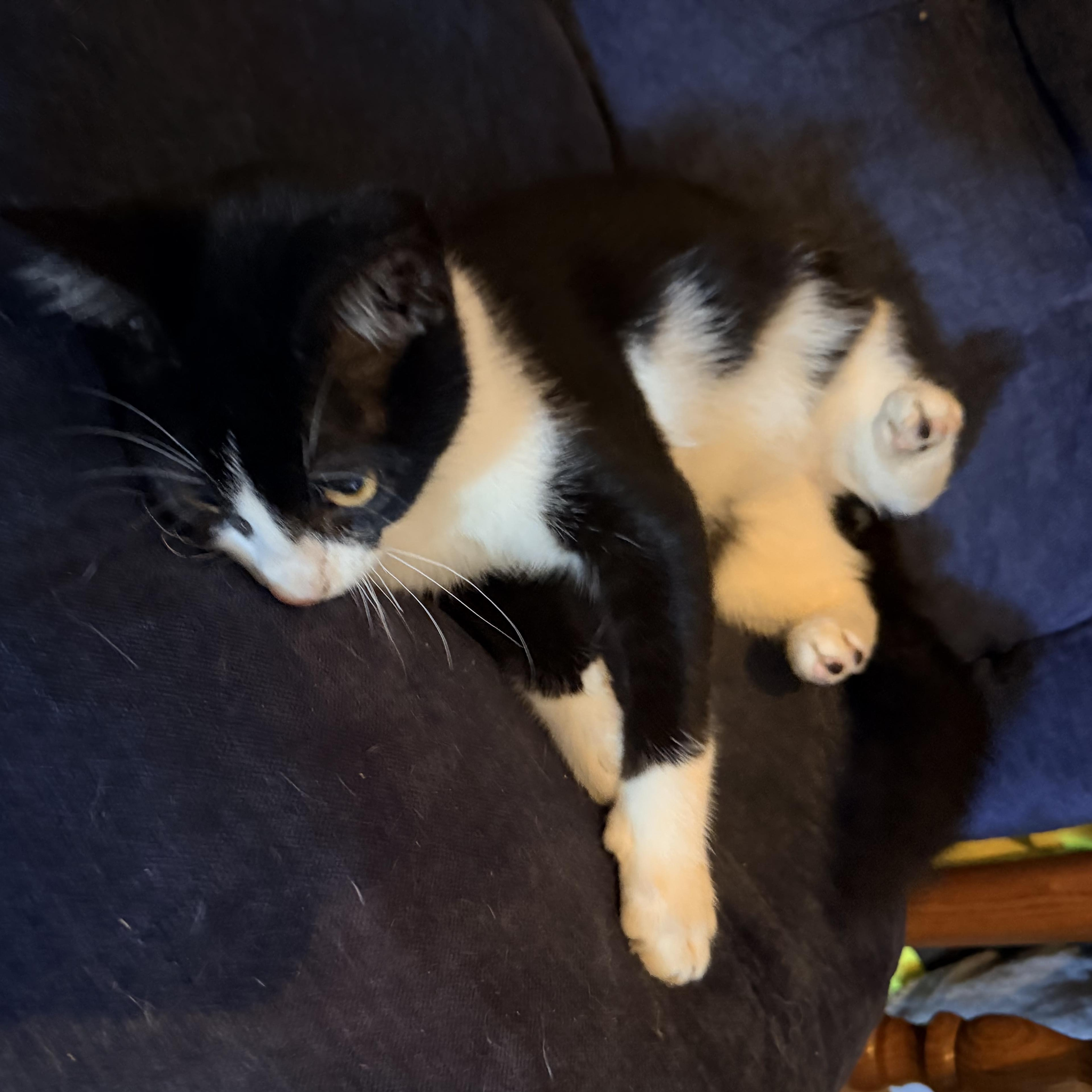 Enlarge Patriot, a Adopted Domestic Short Hair in Dyersburg, TN image 2/3