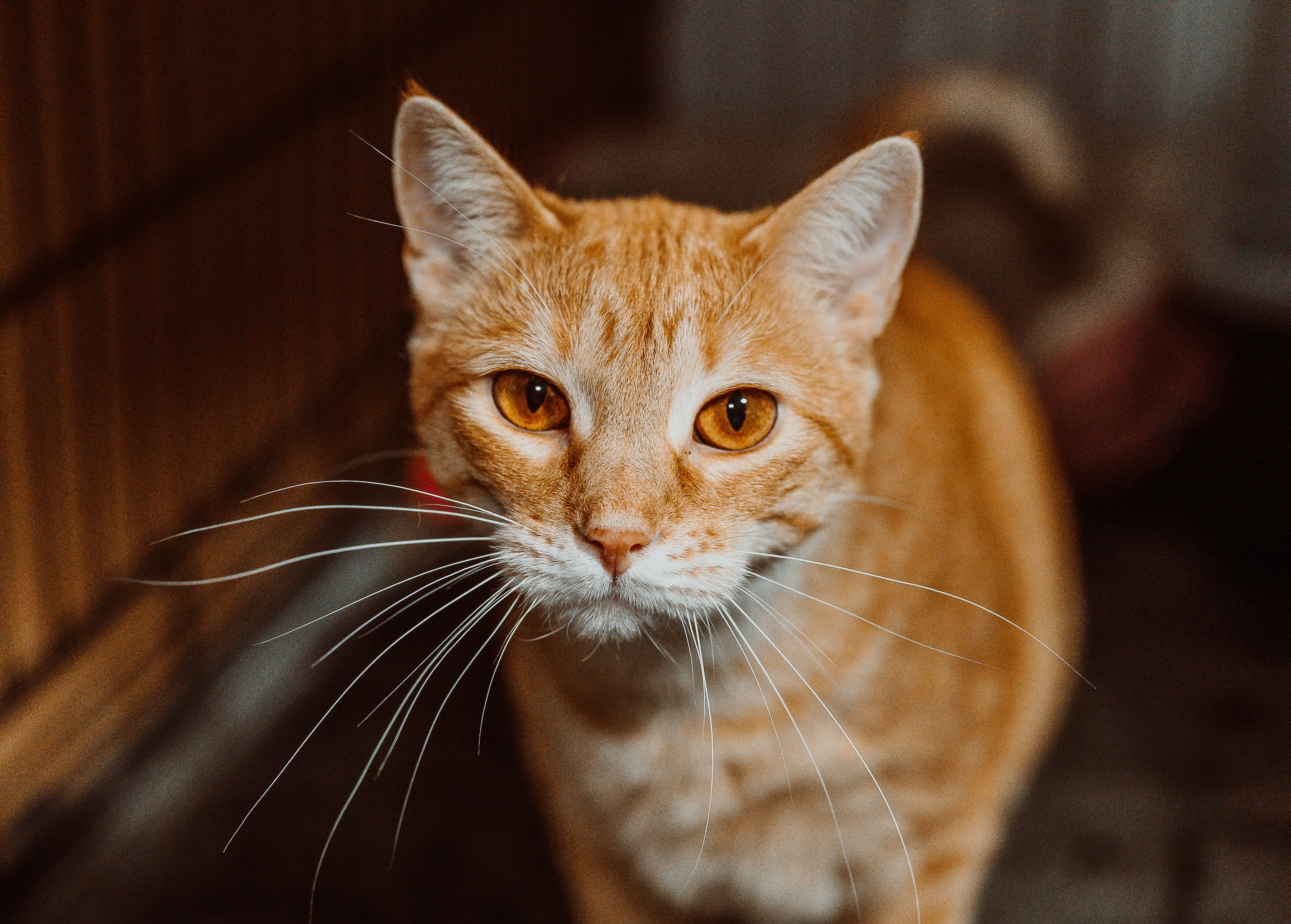 Sasha, an adoptable Domestic Short Hair in Le Mars, IA, 51031 | Photo Image 1