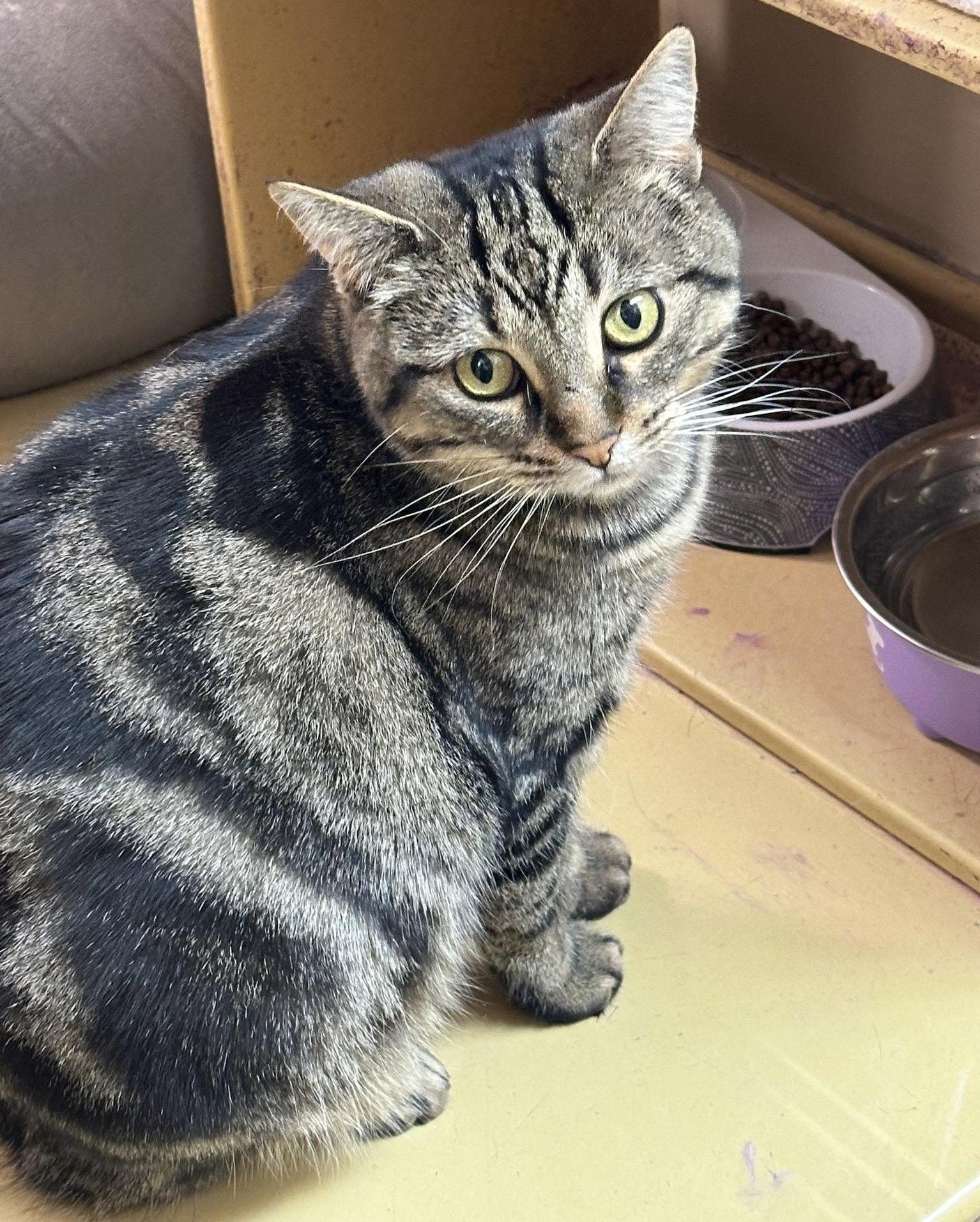 Enlarge Simone (bonded with Cumin), a ADOPTABLE mixed breed in Woodbridge, ON image 2/6