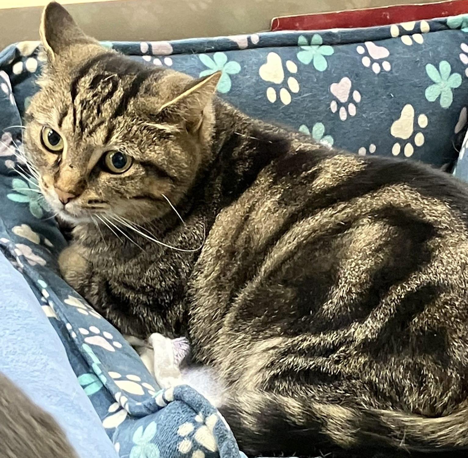 Enlarge Simone, a ADOPTABLE mixed breed in Woodbridge, ON image 3/6