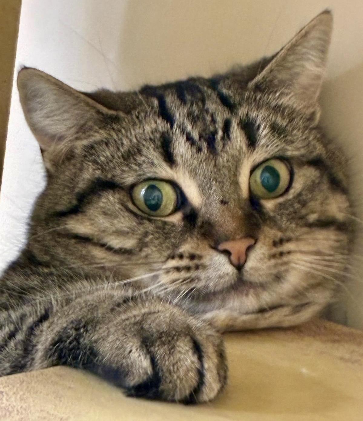 Simone (bonded with Cumin), ADOPTABLE, Adult Female Tabby & Domestic Short Hair.