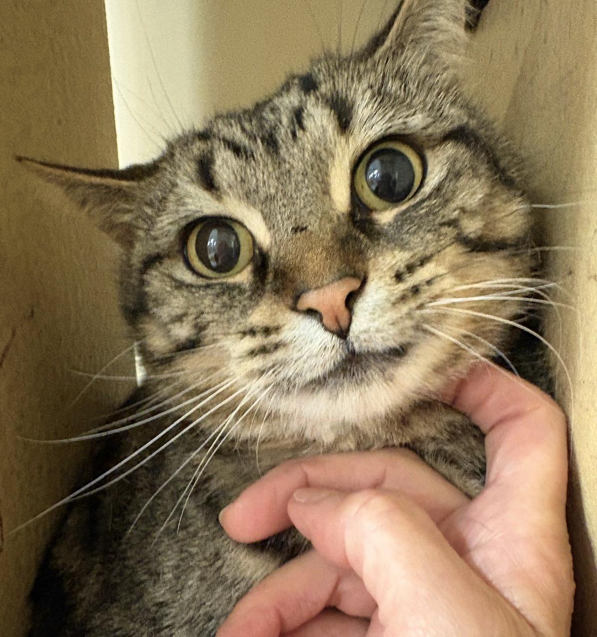 Enlarge Simone, a ADOPTABLE mixed breed in Woodbridge, ON image 2/6