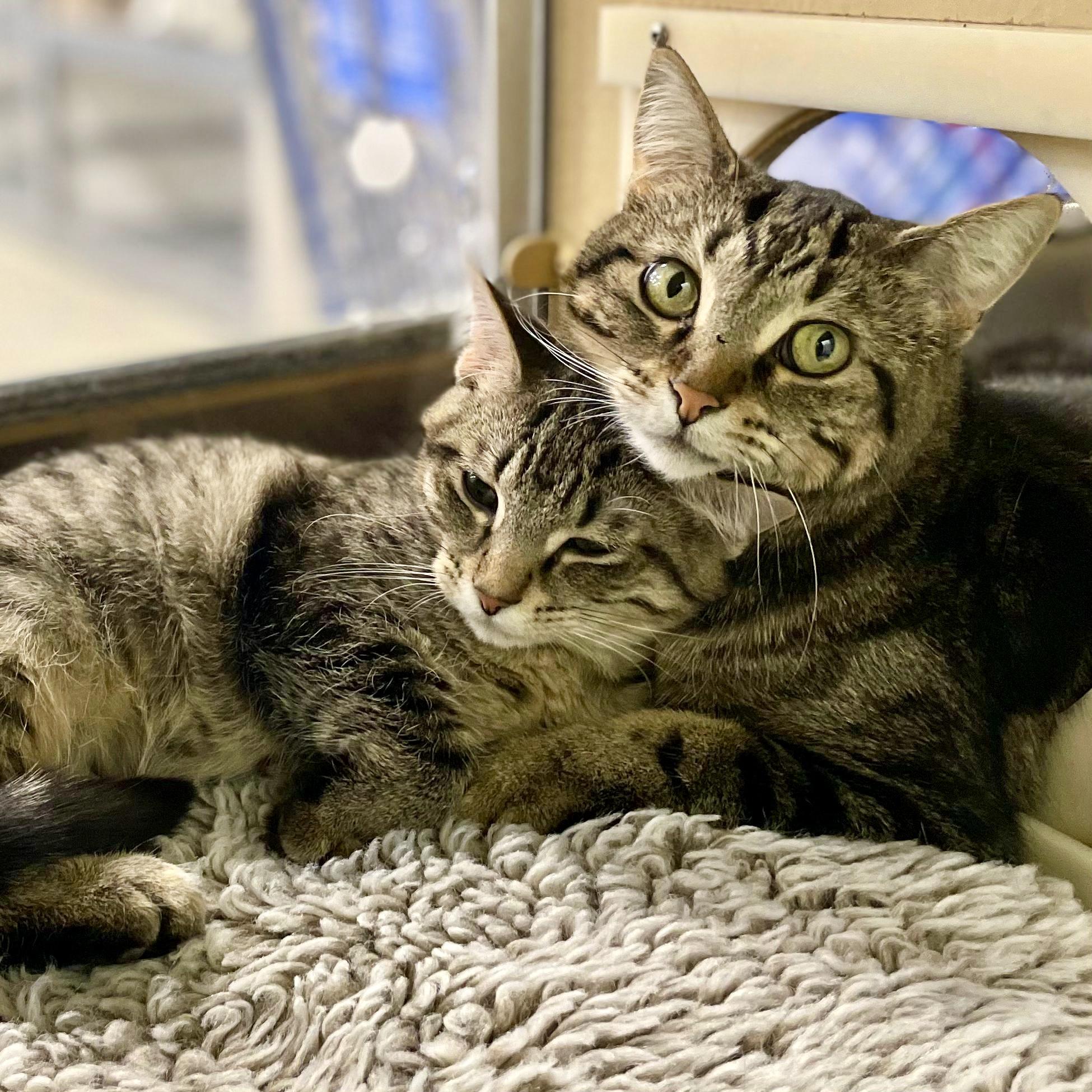 Simone, a ADOPTABLE mixed breed in Woodbridge, ON image 4/6