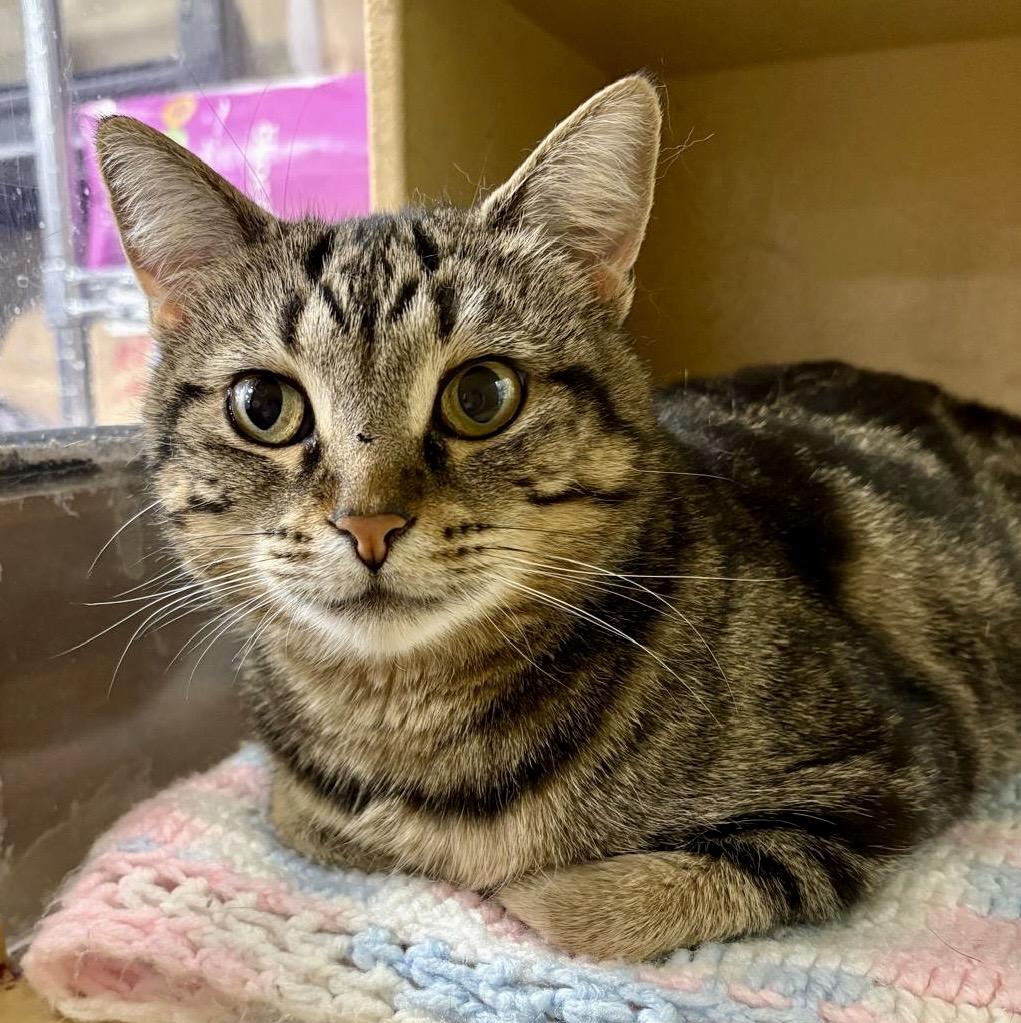 Simone, a ADOPTABLE mixed breed in Woodbridge, ON image 3/6