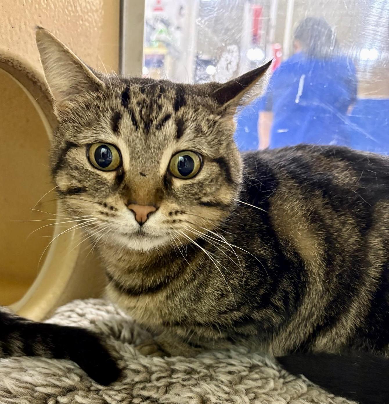 Simone, ADOPTABLE, Adult Female Tabby & Domestic Short Hair.