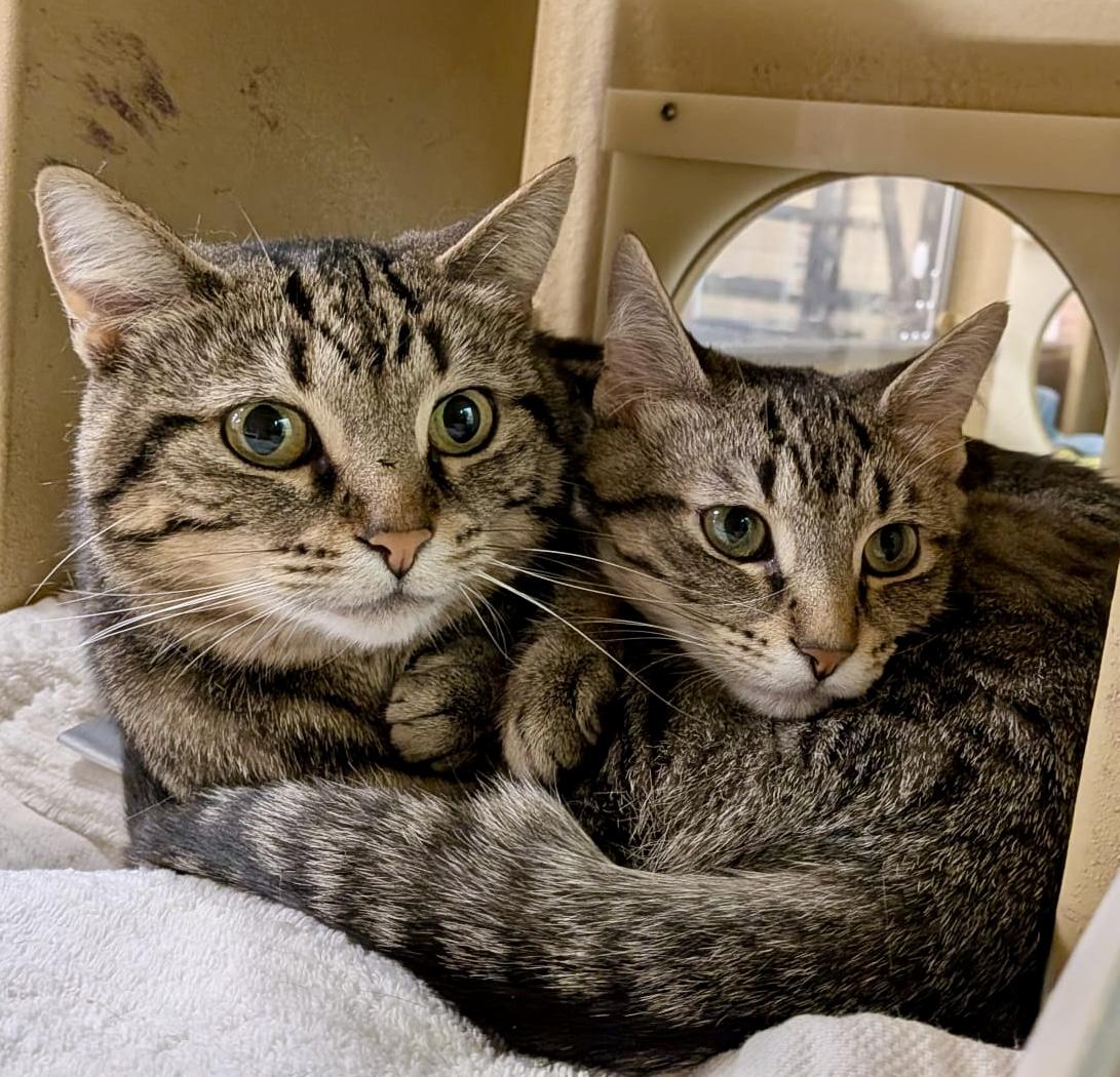 Simone, a ADOPTABLE mixed breed in Woodbridge, ON image 5/6