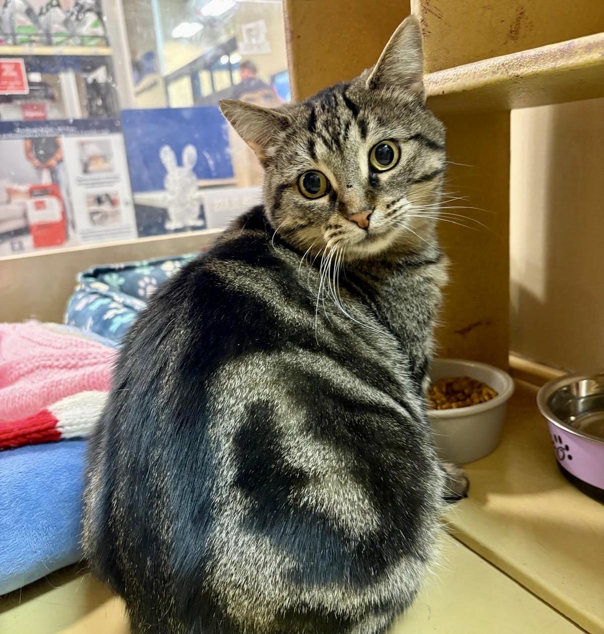 Simone, ADOPTABLE, Adult Female Tabby & Domestic Short Hair.