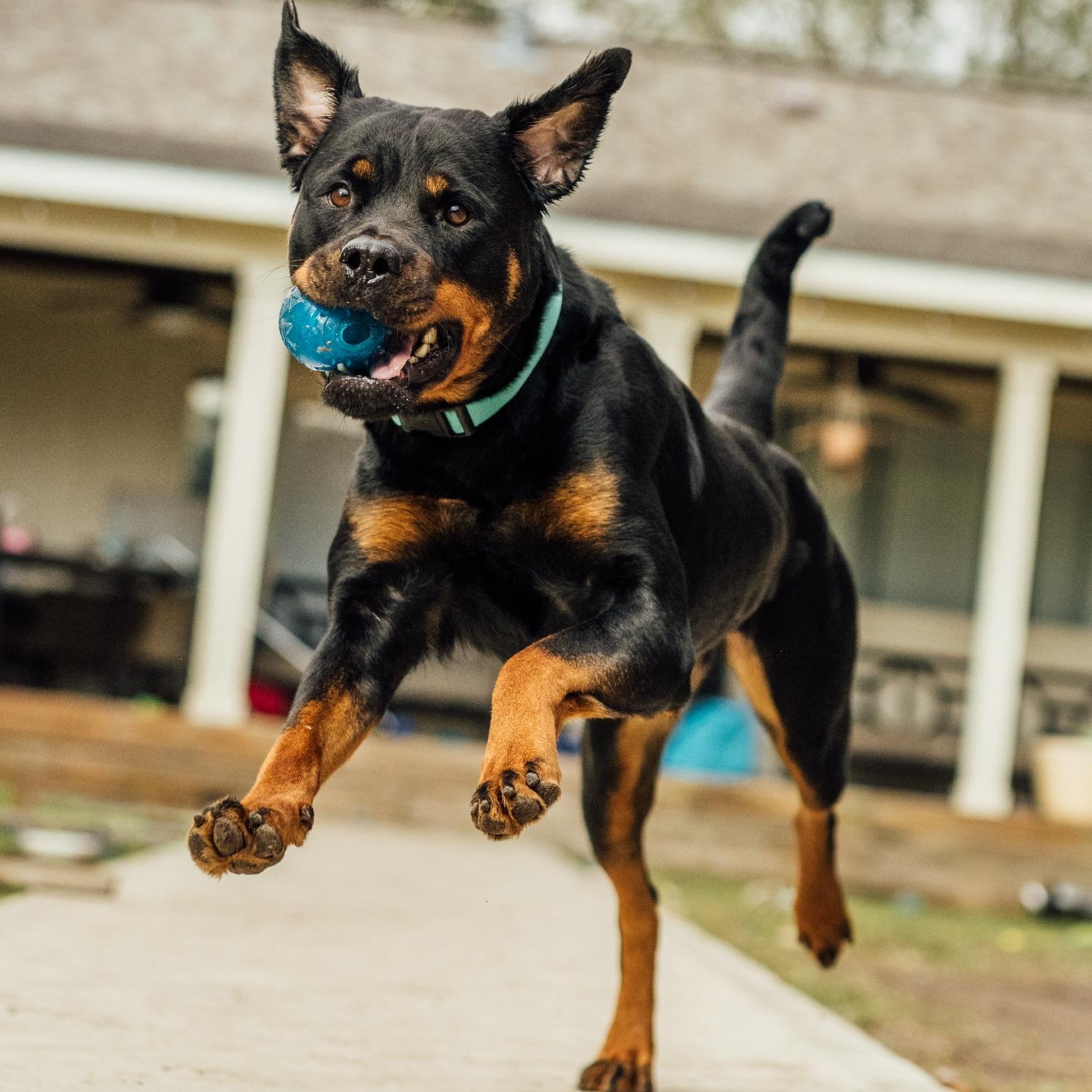 Ziva, Adopted, Adult Female Rottweiler.