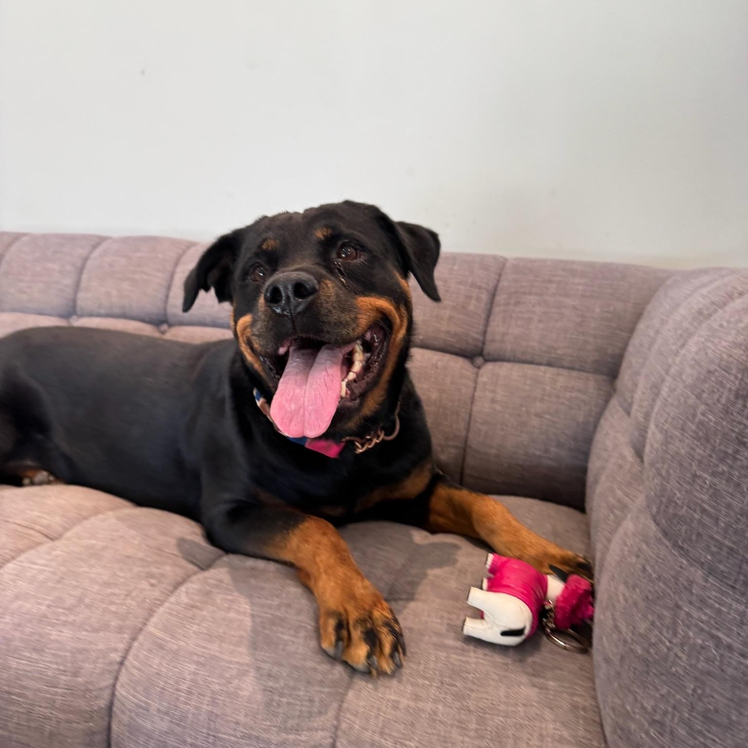 Enlarge Ziva, a Adopted Rottweiler in Allentown, PA image 4/6