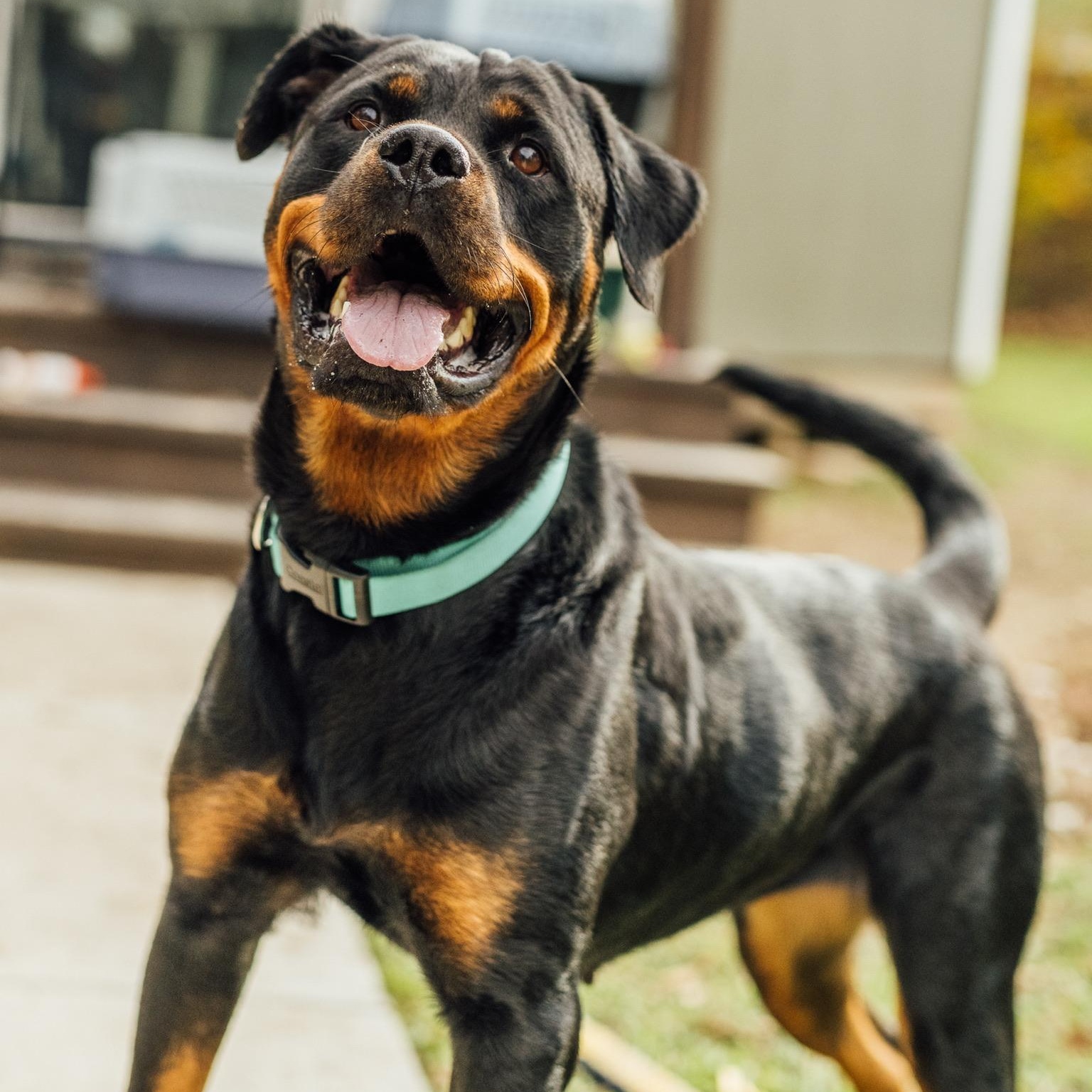 Enlarge Ziva, a Adopted Rottweiler in Allentown, PA image 2/6