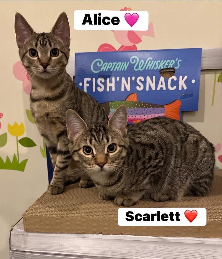 Scarlet, a Adoptable Domestic Short Hair in Turnersville, NJ image 2/2