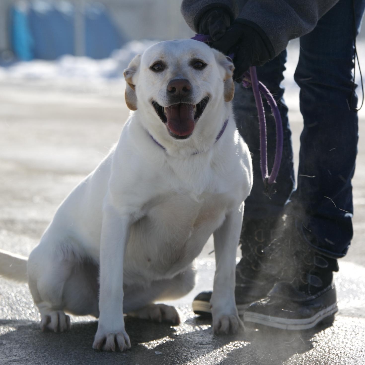Lindsay, adopted, Adult Female Labrador Retriever & Yellow Labrador Retriever.