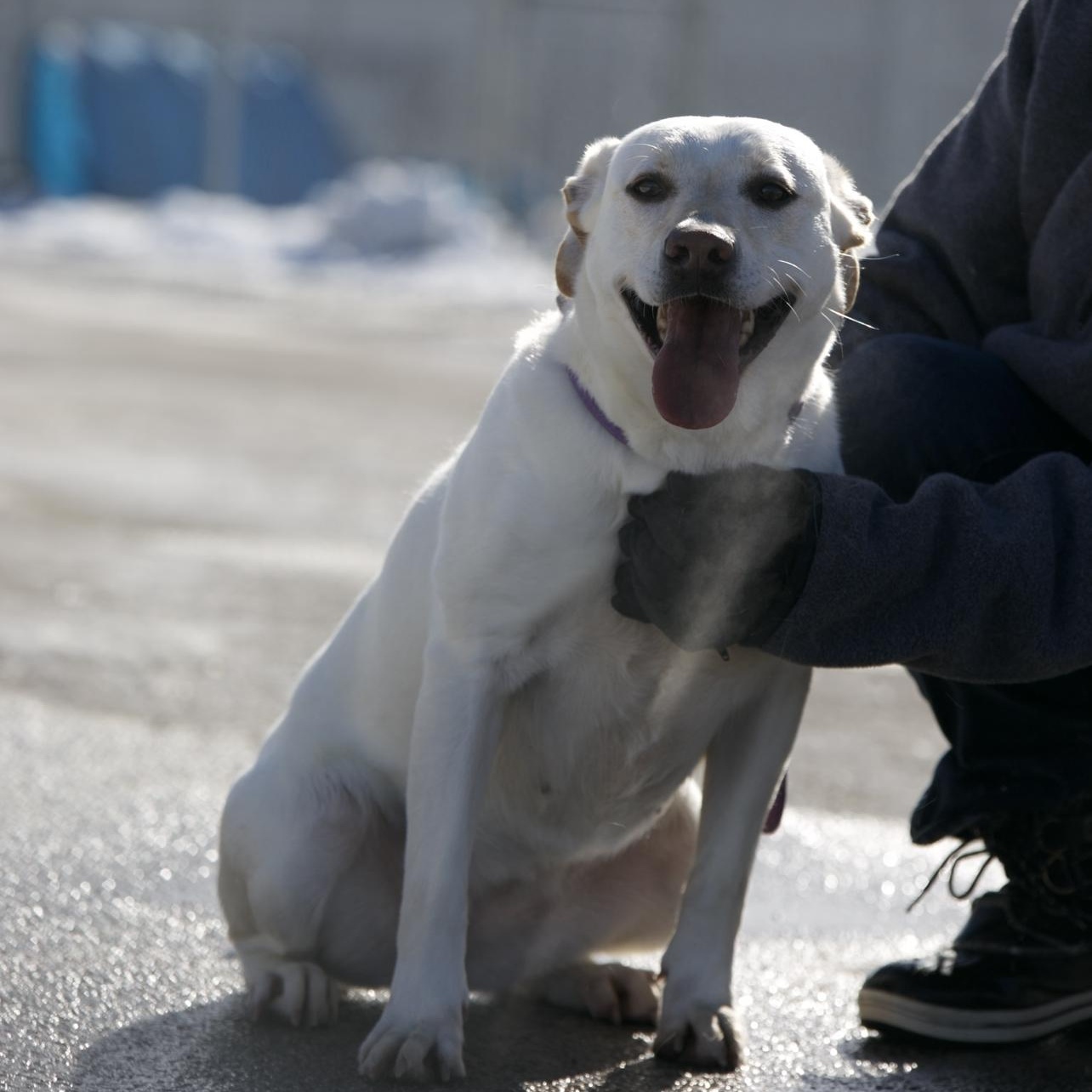 Enlarge Lindsay, an adopted mixed breed in Mount Sterling, KY image 2/2