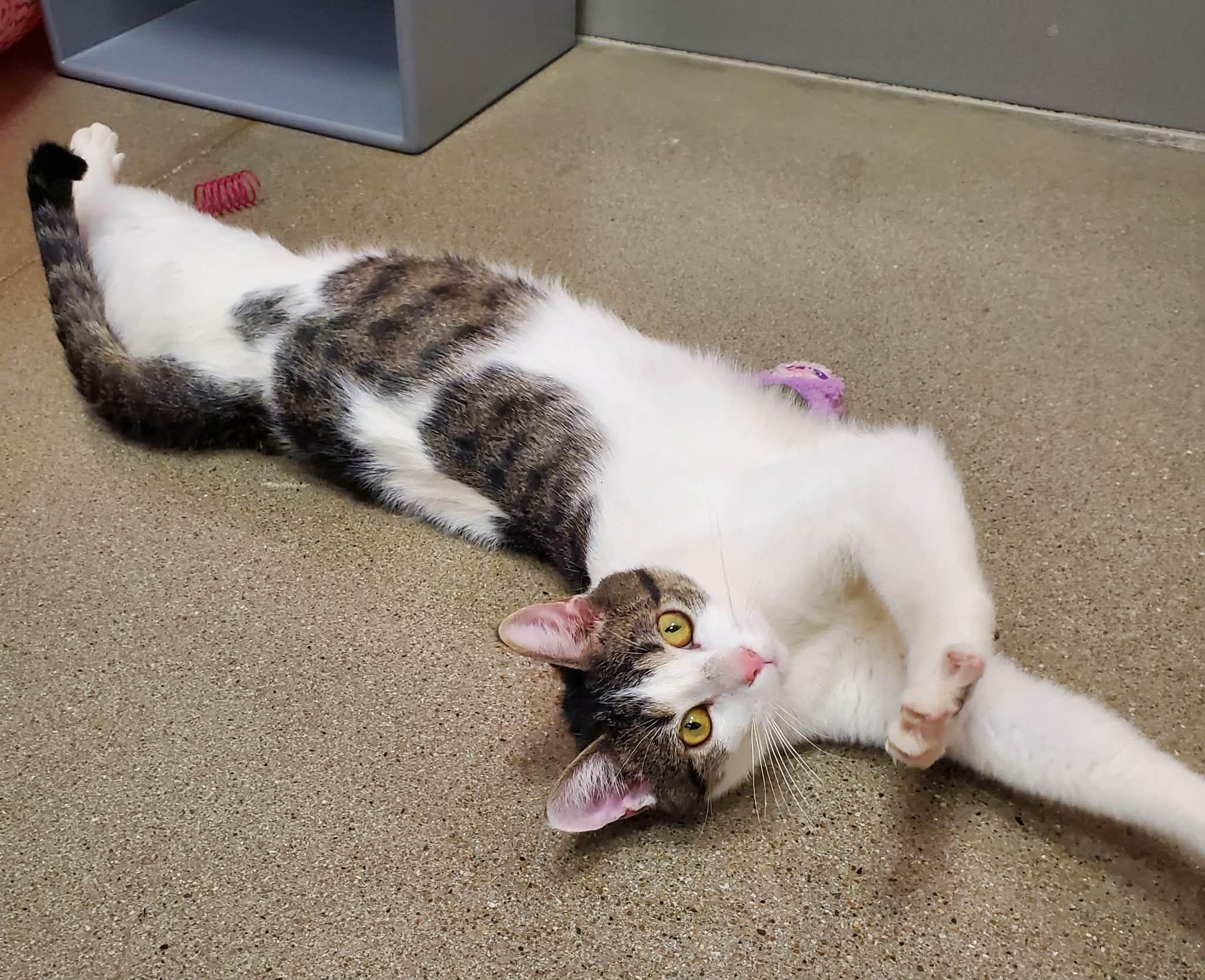 Enlarge Squints, an adopted Domestic Short Hair in Sedalia, MO image 5/6