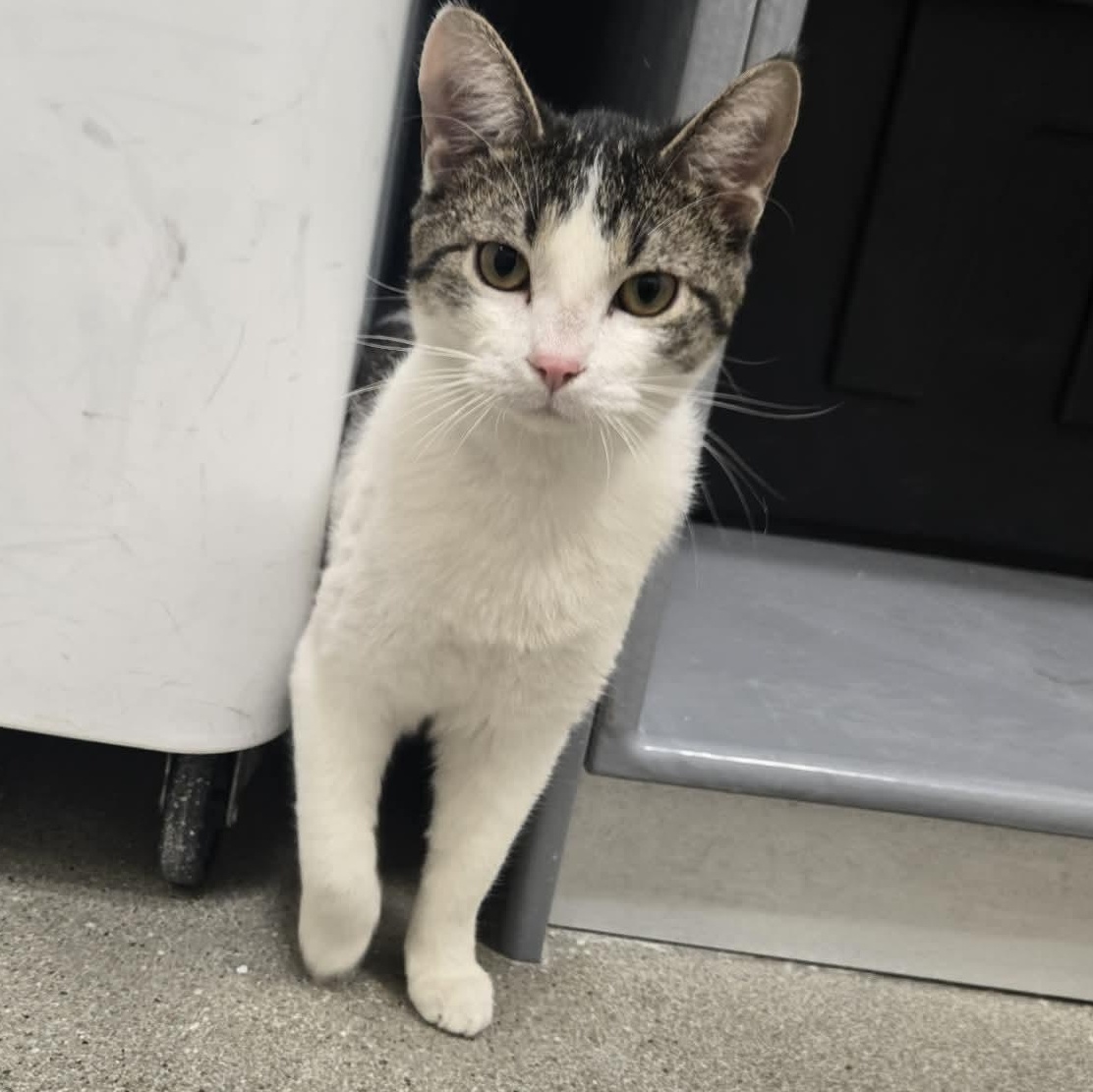 Enlarge Squints, an adopted Domestic Short Hair in Sedalia, MO image 4/6
