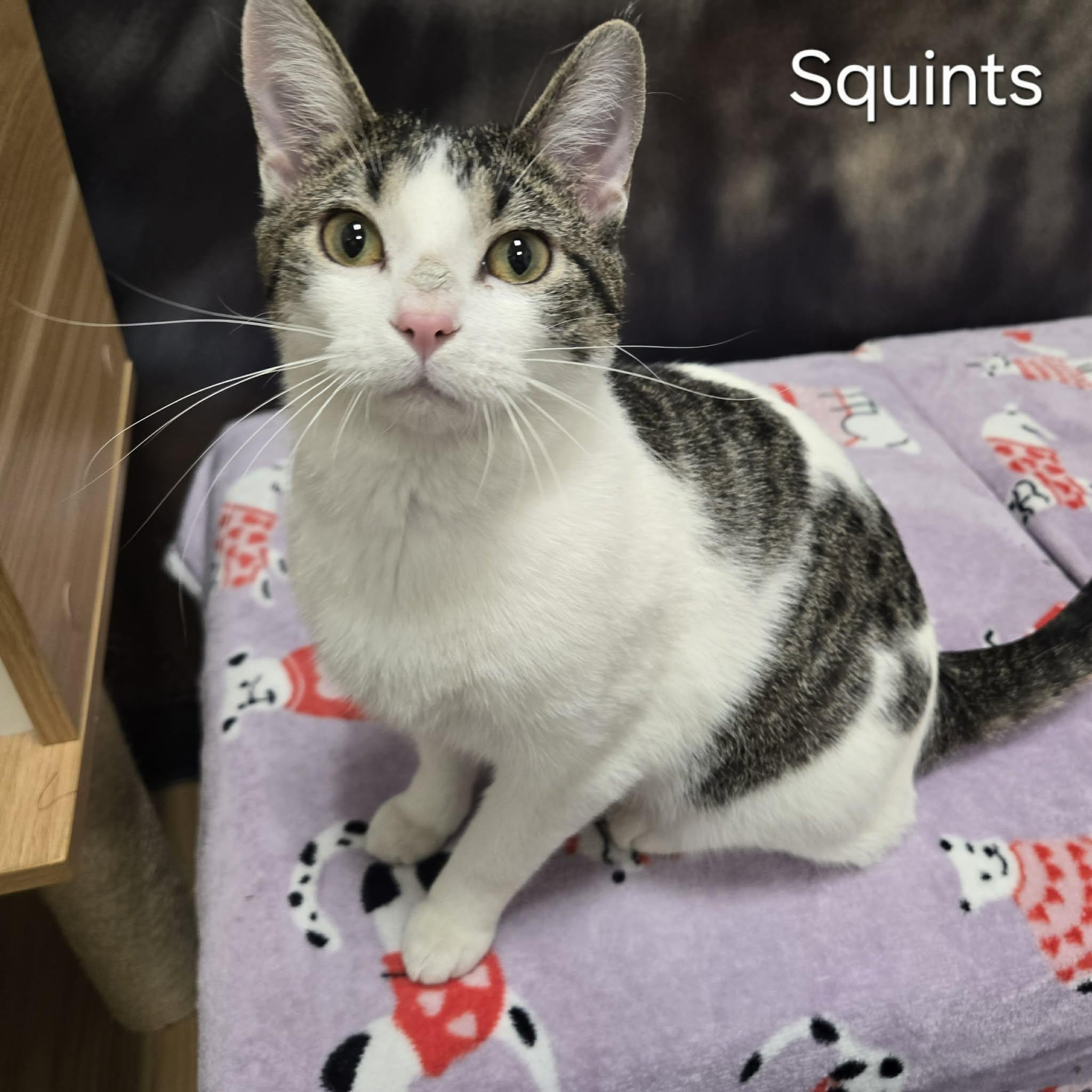 Enlarge Squints, an adopted Domestic Short Hair in Sedalia, MO image 2/6