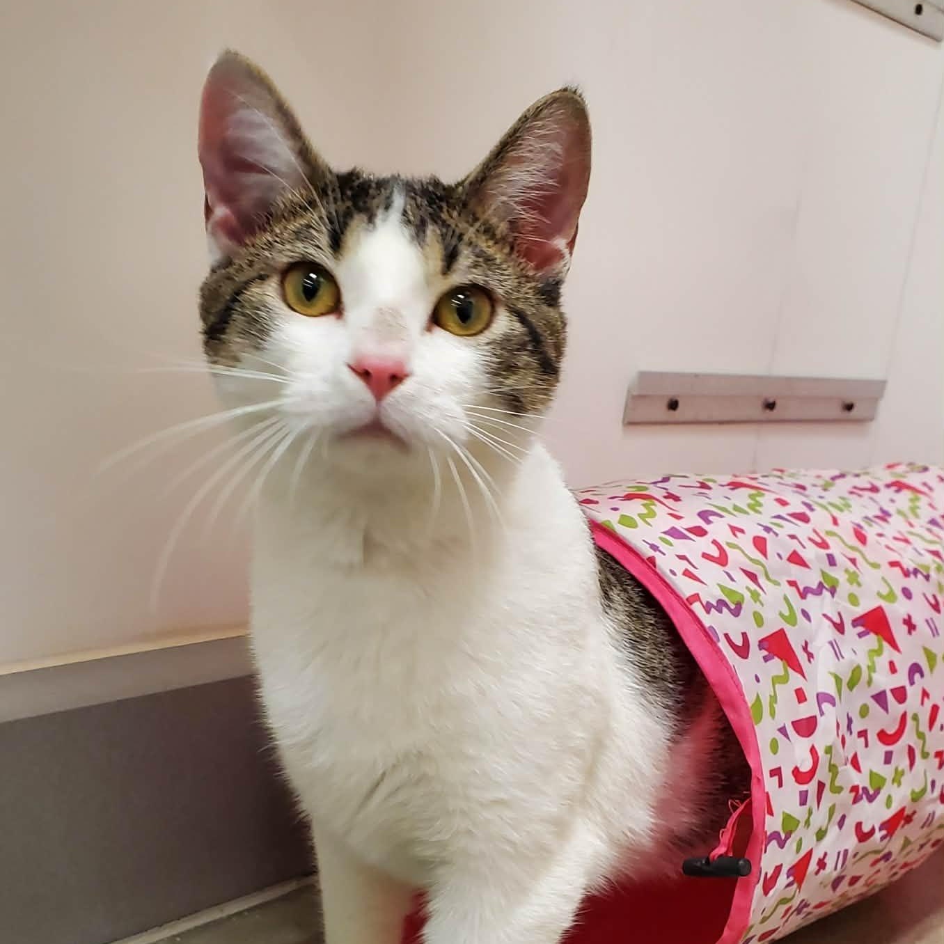 Enlarge Squints, an adopted Domestic Short Hair in Sedalia, MO image 1/6