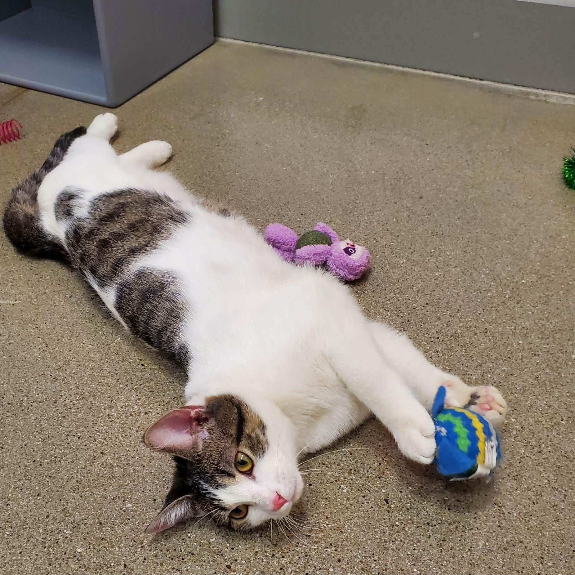 Enlarge Squints, an adopted Domestic Short Hair in Sedalia, MO image 3/6