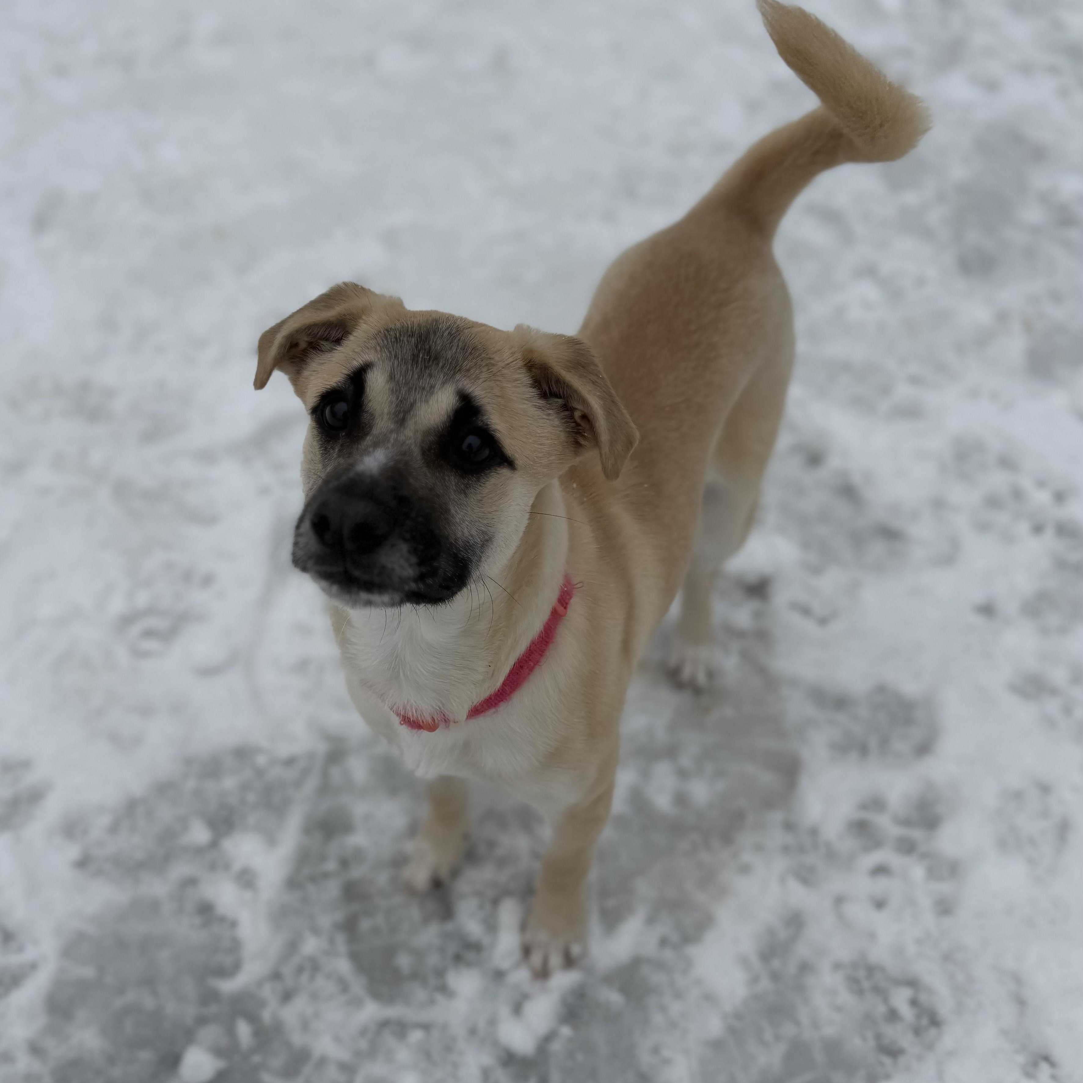 Enlarge NYRA, an adoptable Mixed Breed in Cranston, RI image 1/4