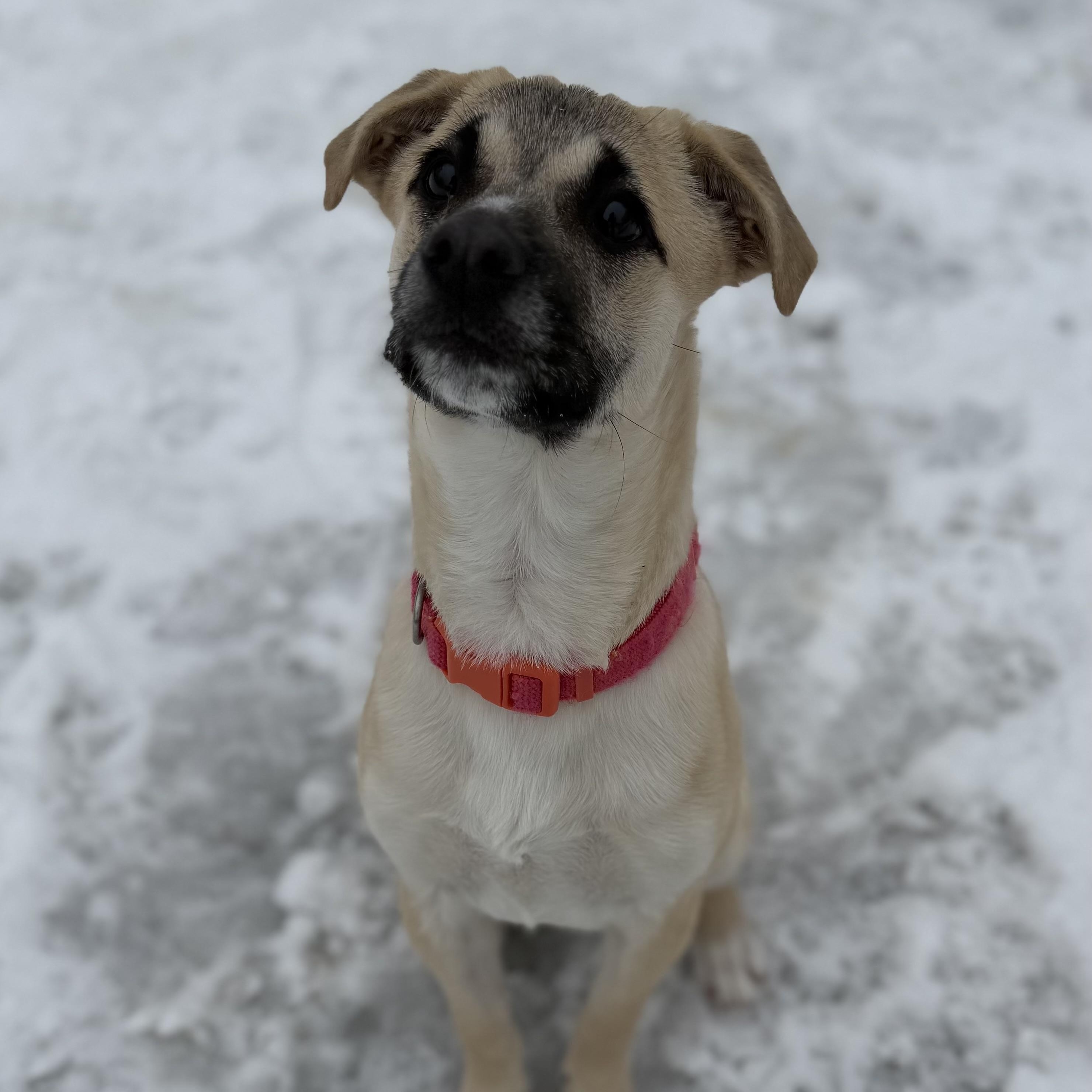 Enlarge NYRA, an adoptable Mixed Breed in Cranston, RI image 2/4