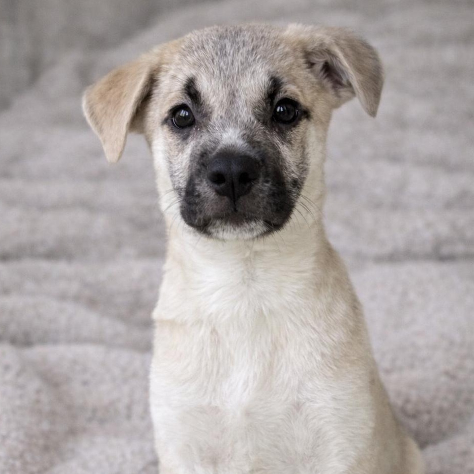 NYRA, Adoptable, Puppy Female Mixed Breed.