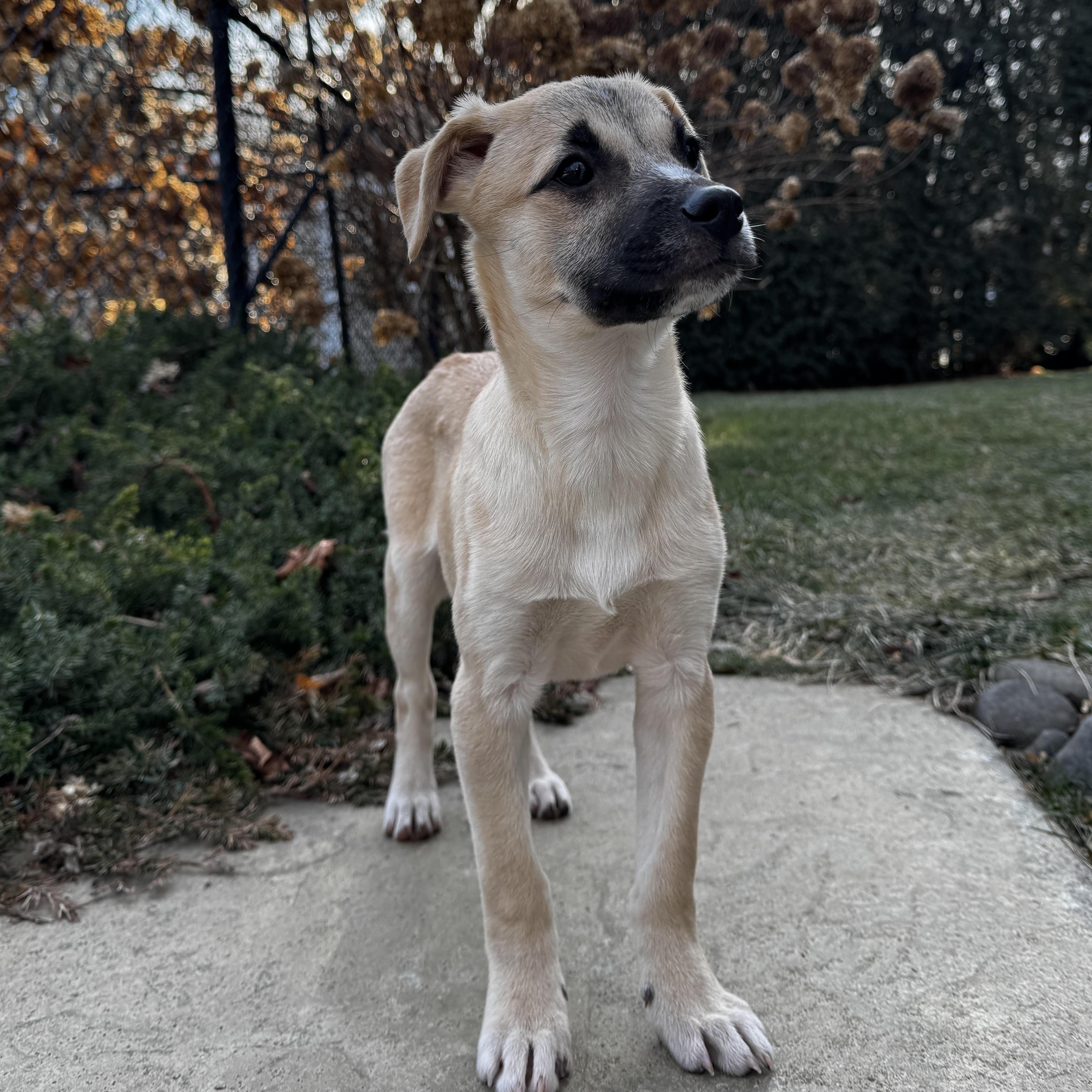 Enlarge NYRA, a Adoptable Mixed Breed in Cranston, RI image 2/3