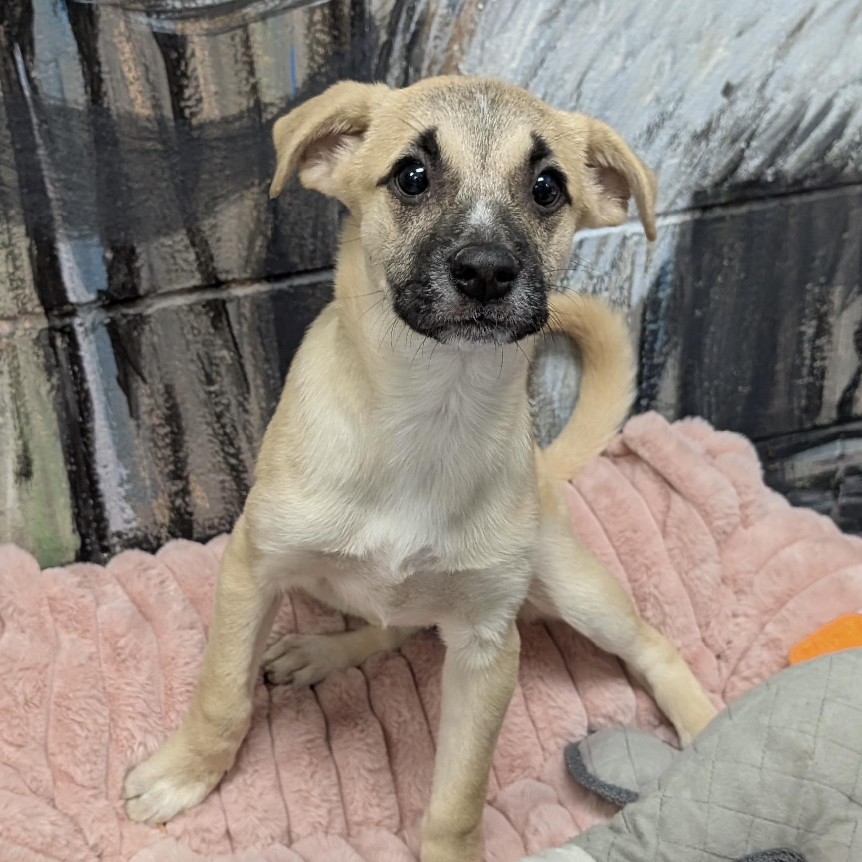 NYRA, Adoptable, Puppy Female Mixed Breed.