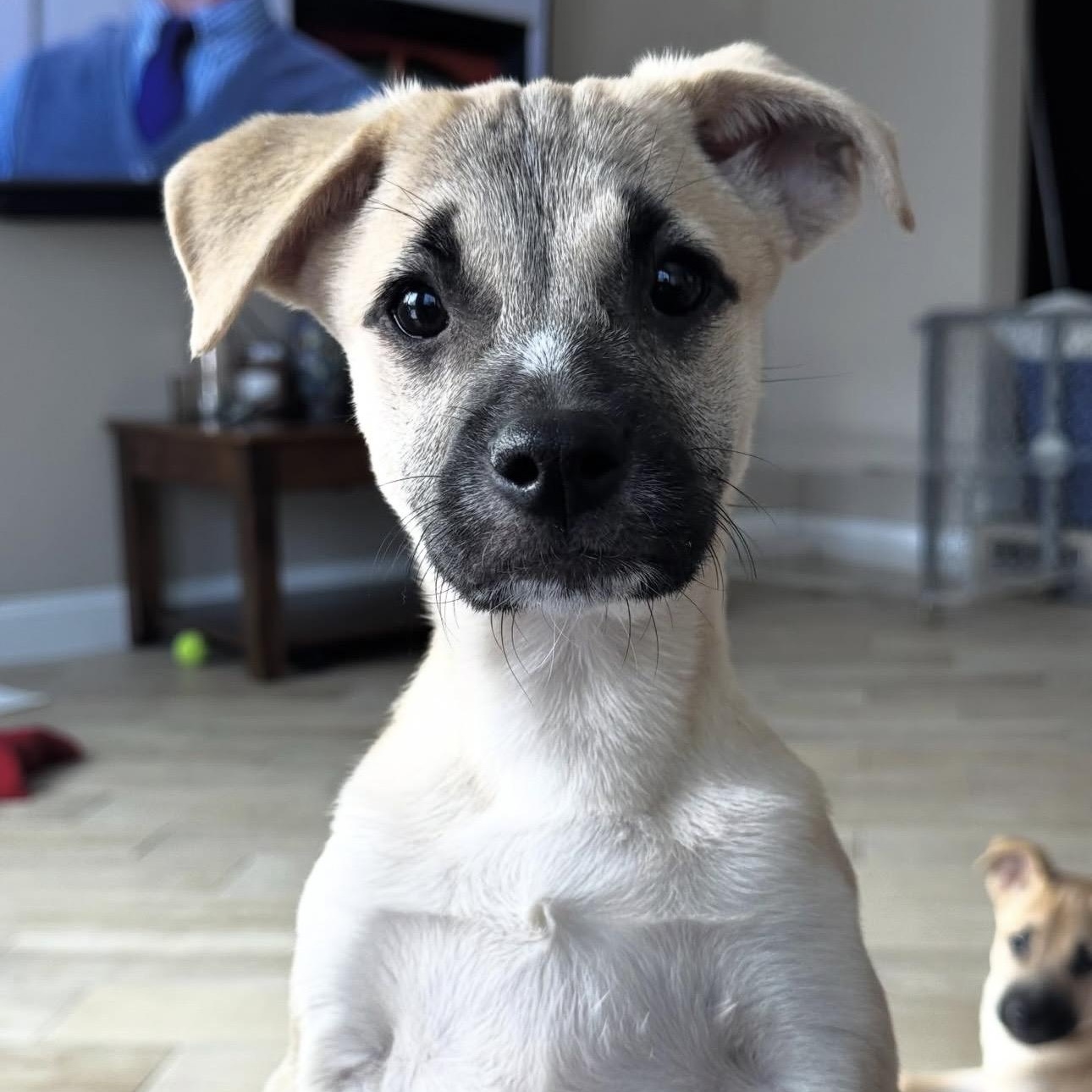 NYRA, adoptable, Puppy Female Mixed Breed.