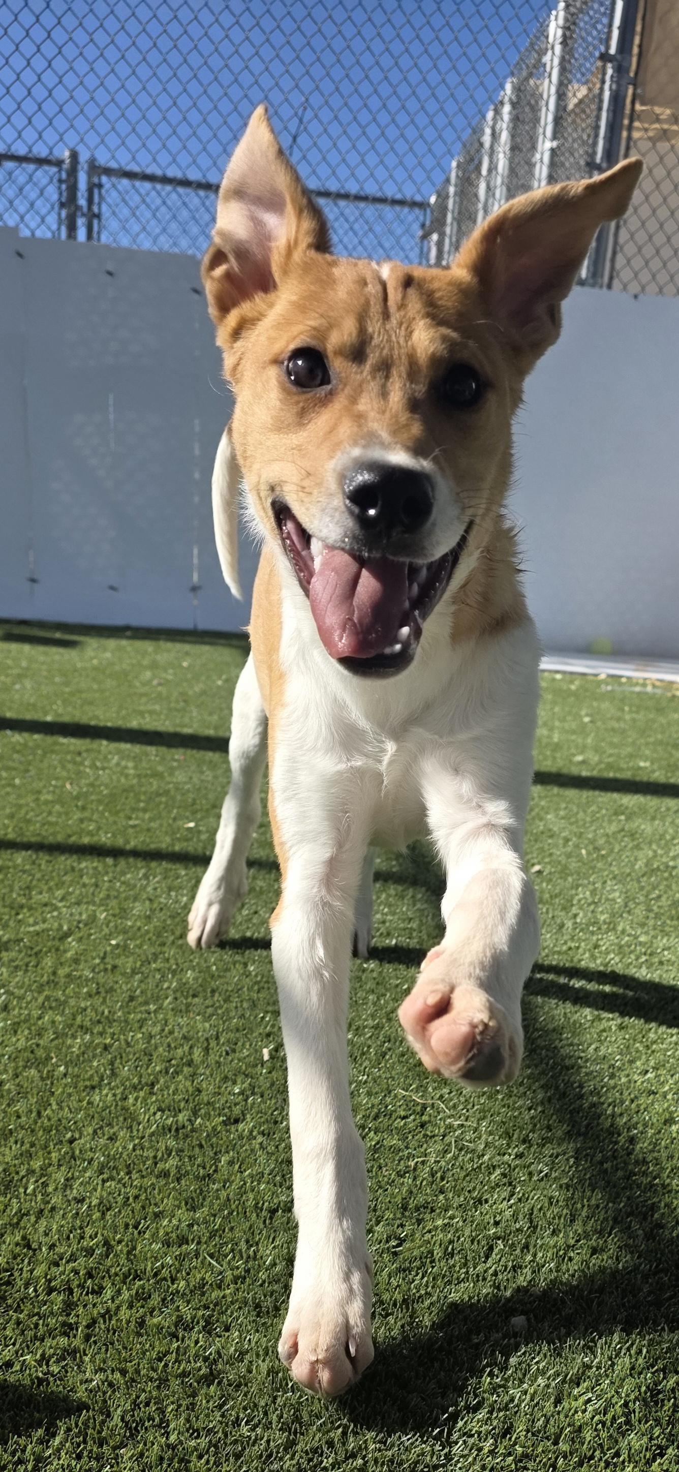 Valak, ADOPTABLE, Puppy Male Australian Kelpie.