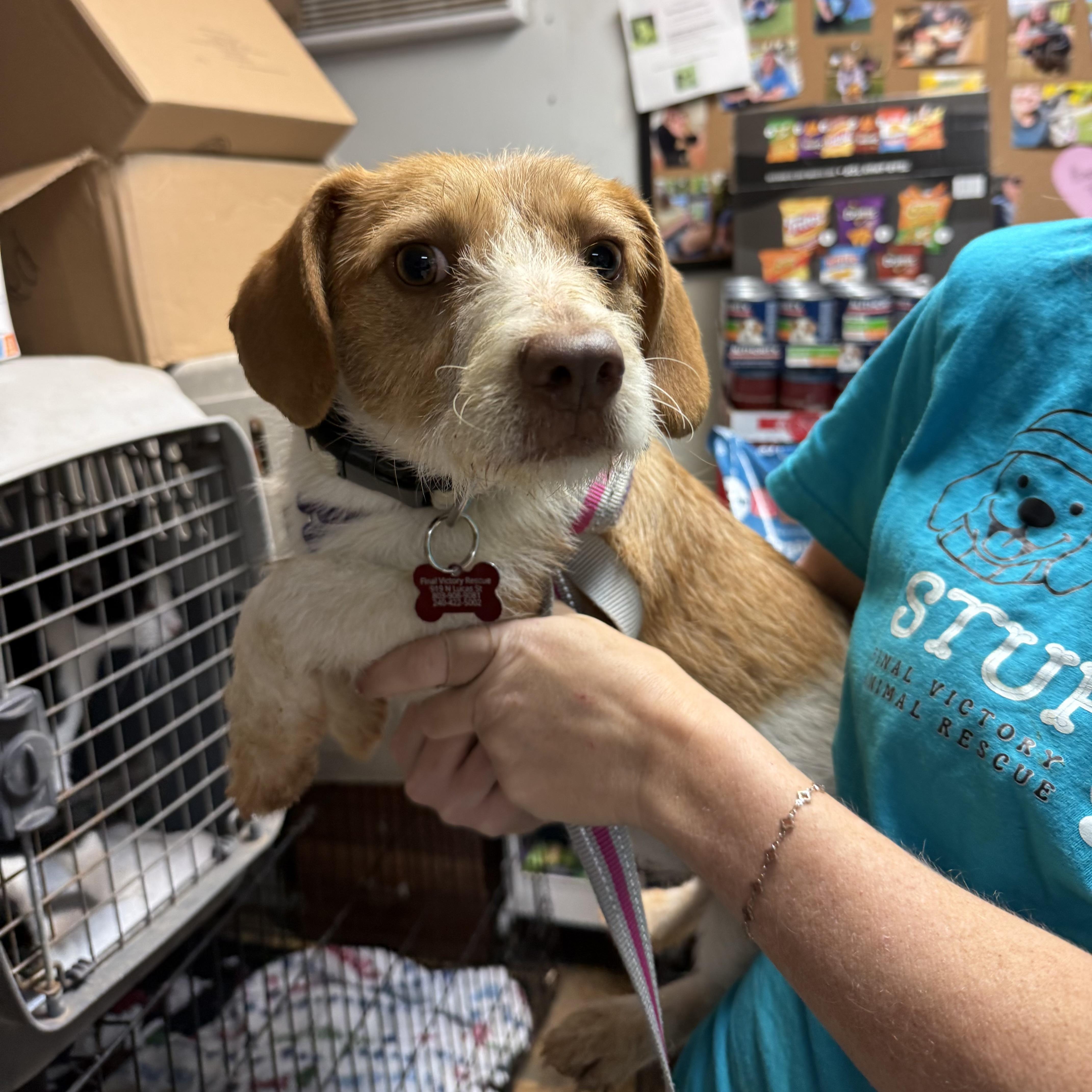 Pixie — thumbnail 2