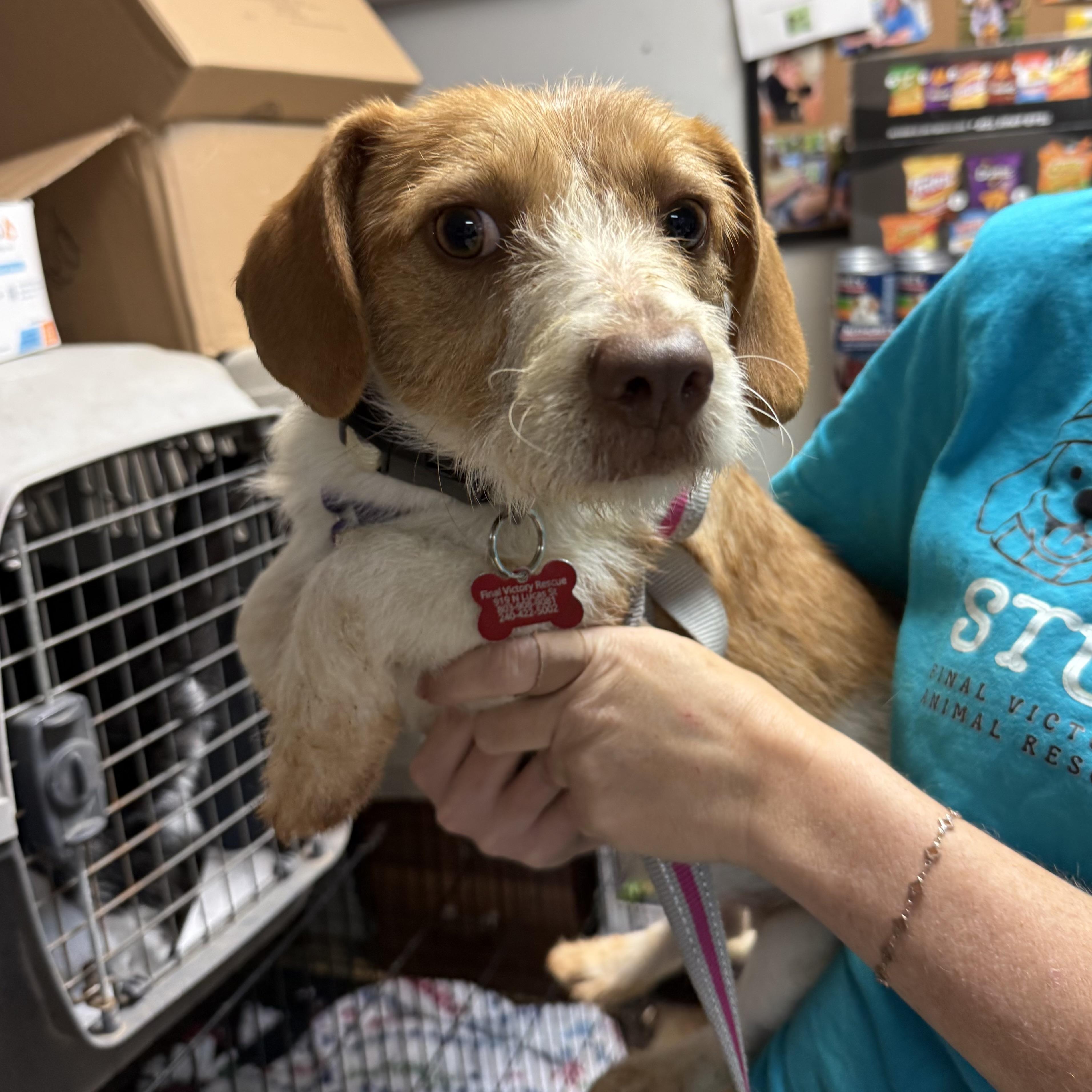 Pixie — thumbnail 5