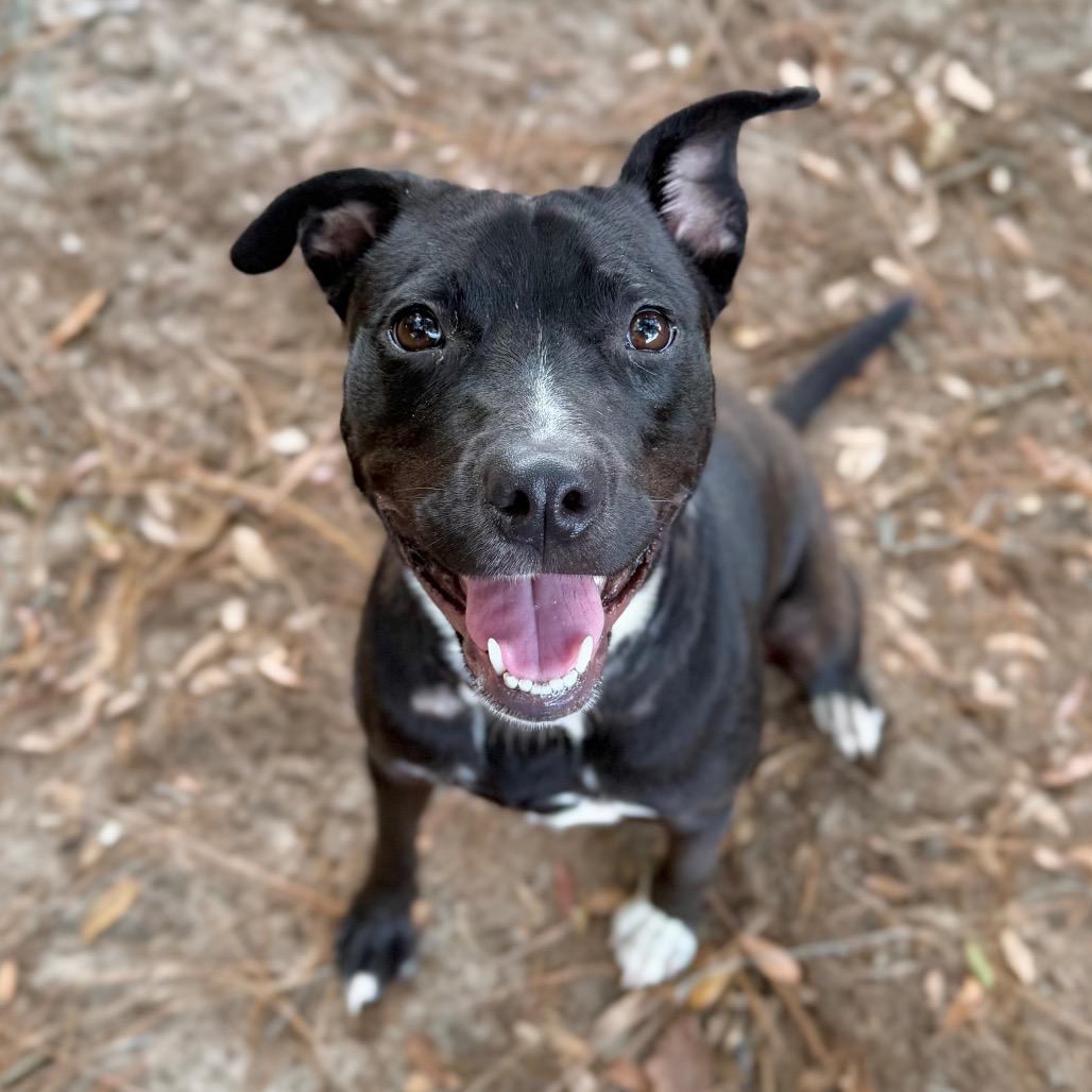 Charlie, a Adoptable Mixed Breed in Milton, FL image 1/2
