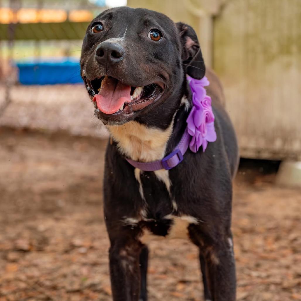 Charlie, a Adoptable Mixed Breed in Milton, FL image 2/2