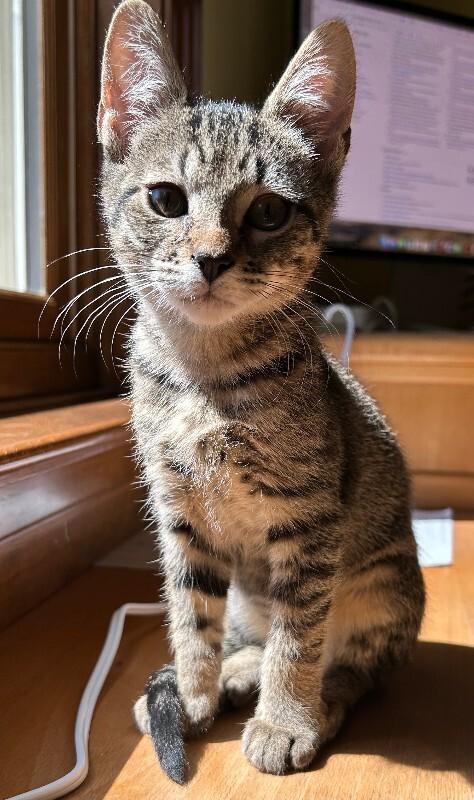 Enlarge Opie, a Adoptable Domestic Short Hair in Fort Collins, CO image 1/1