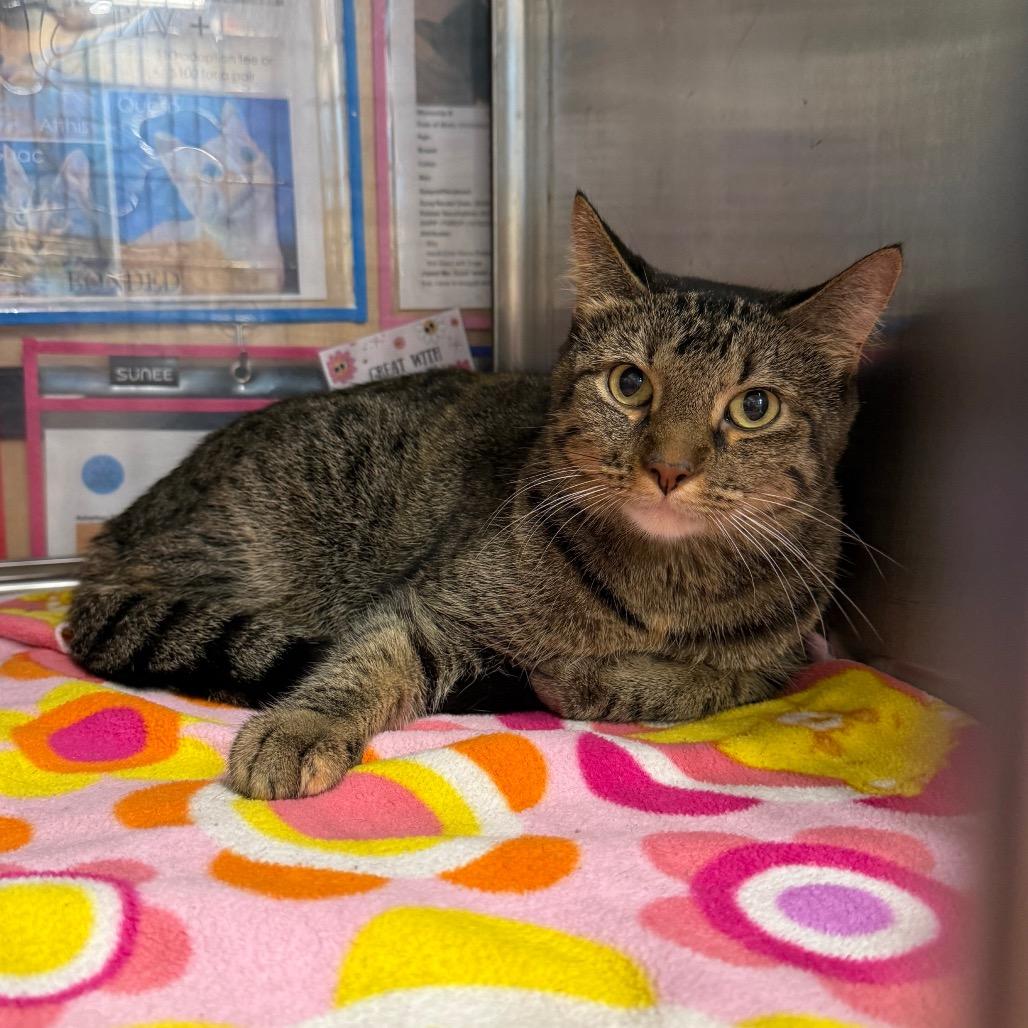 Enlarge Frosty, a Adoptable Domestic Short Hair in Kansas City, MO image 2/2