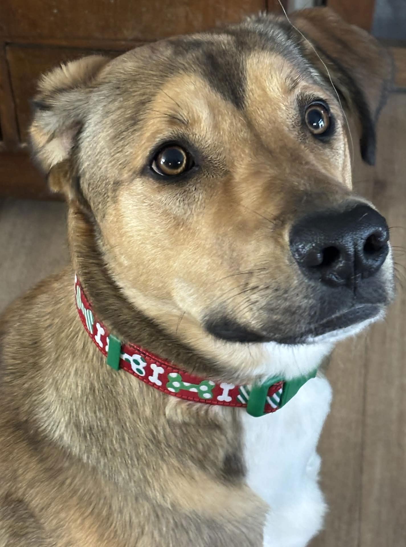 Enlarge RIVIAN, a Adoptable mixed breed in Minesing, ON image 1/3