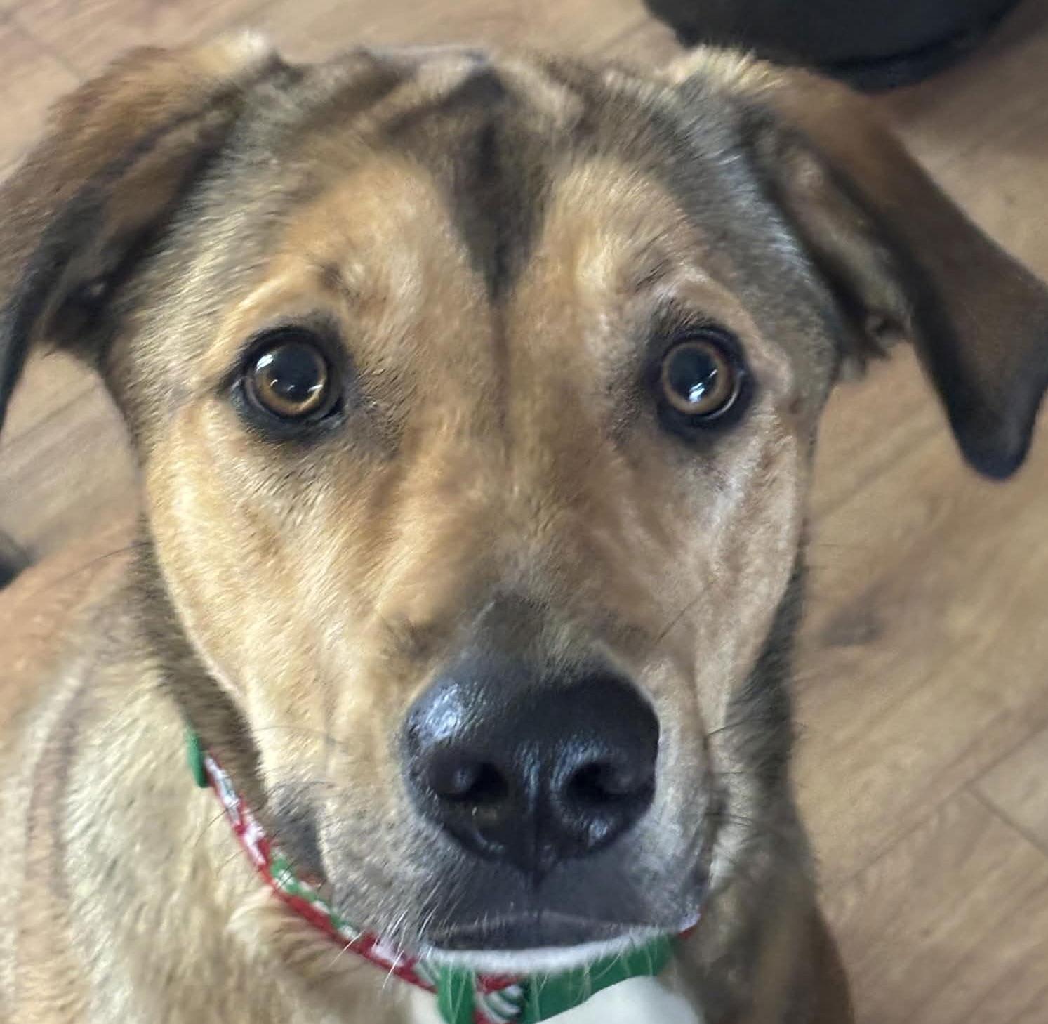 Enlarge RIVIAN, a Adoptable mixed breed in Minesing, ON image 2/3