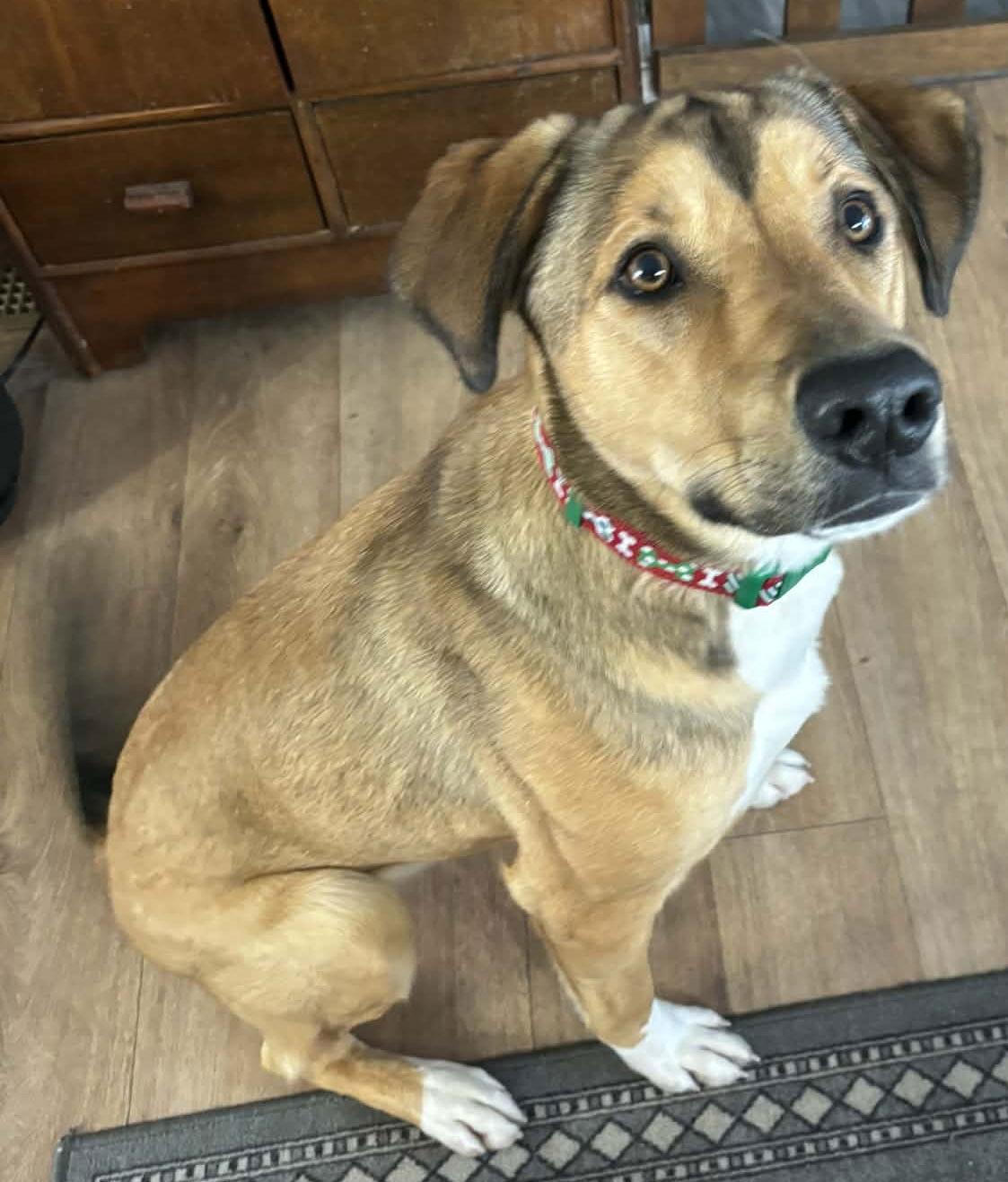 Enlarge RIVIAN, a Adoptable mixed breed in Minesing, ON image 3/3