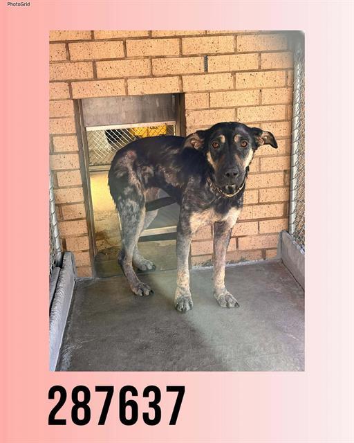 Enlarge ANNIE, a Adoptable Mixed Breed in Macon, GA image 1/1