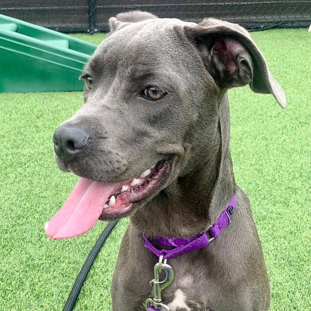 Lisa, a Adoptable Mixed Breed in Pittsburgh, PA image 1/6