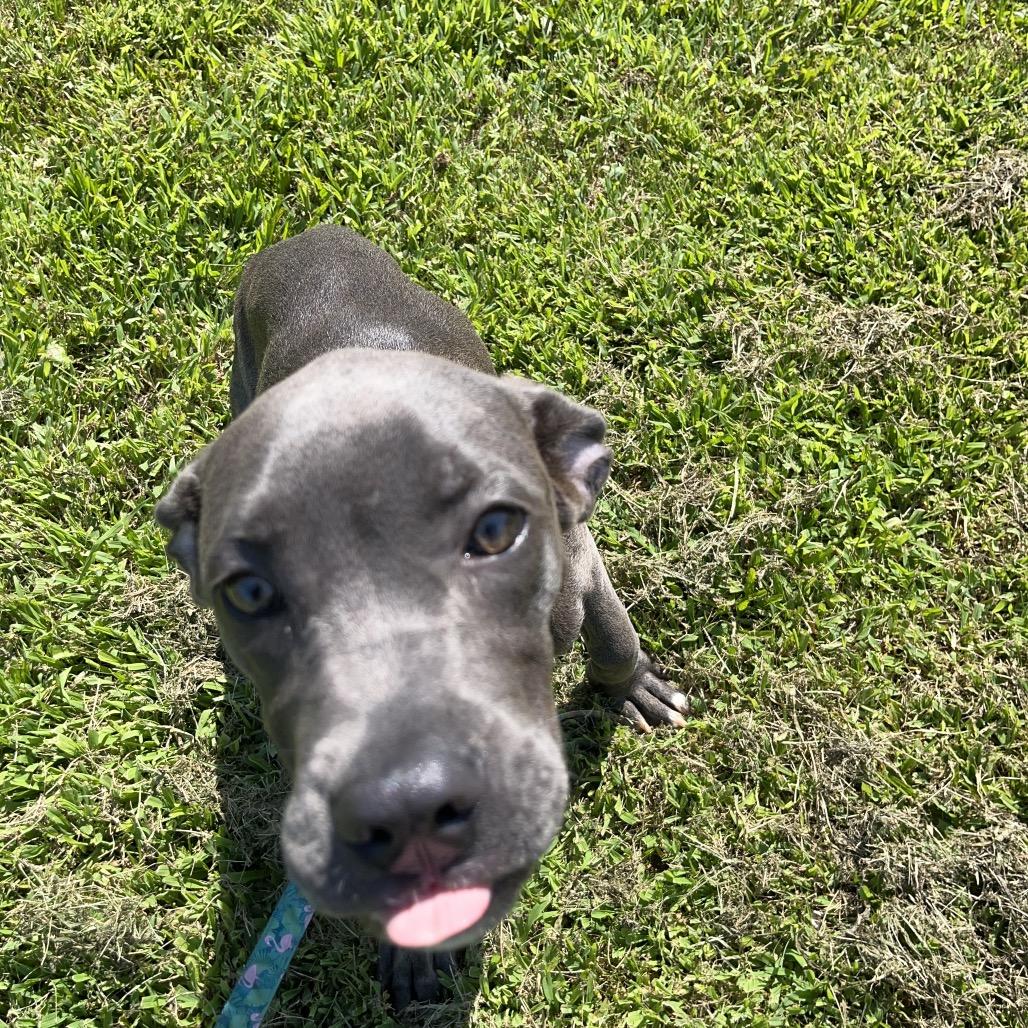 Lisa, a Adoptable Mixed Breed in Pittsburgh, PA image 2/6