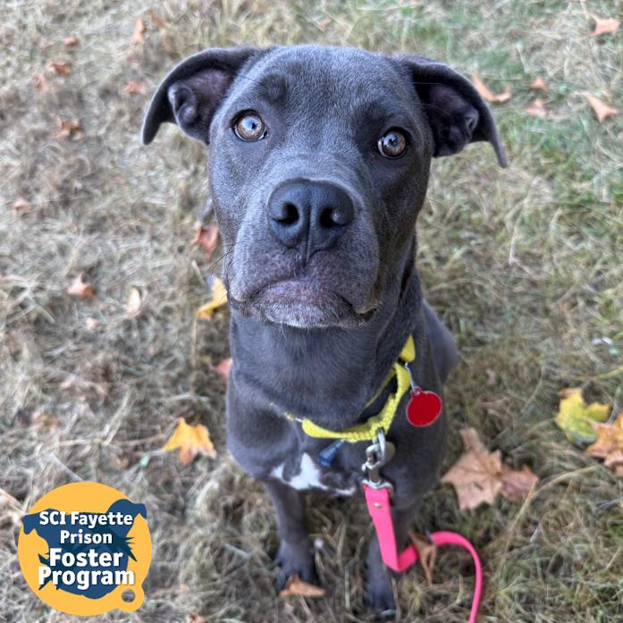 Lisa, a Adoptable Mixed Breed in Pittsburgh, PA image 3/6